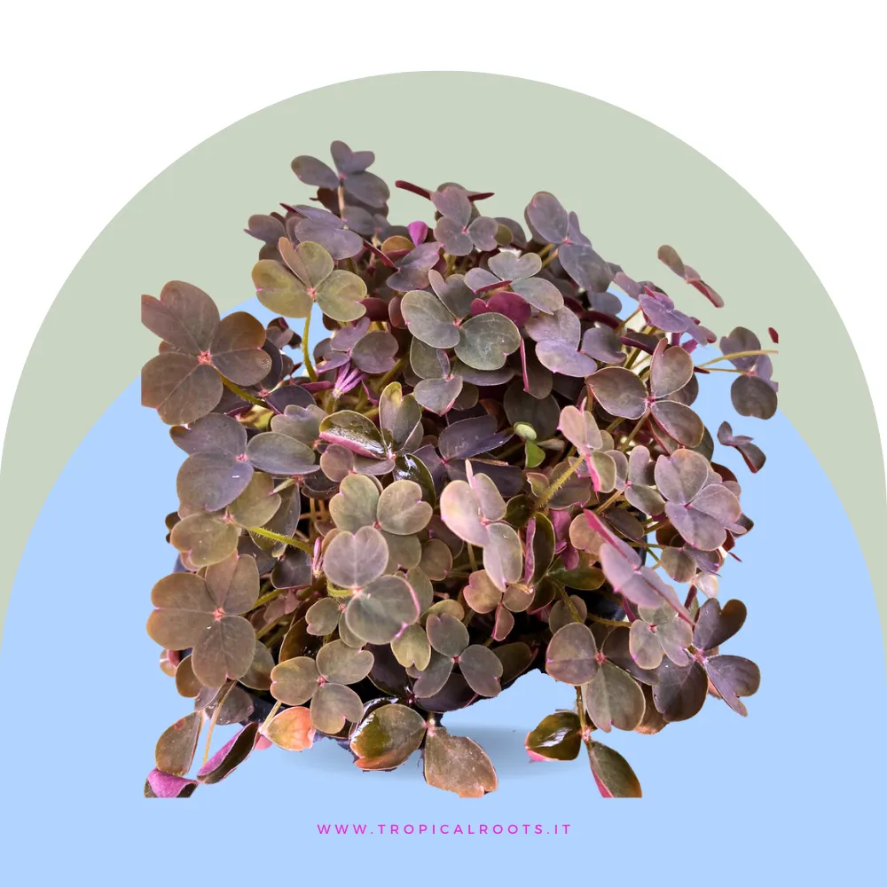 Oxalis Vulcanicola Plum