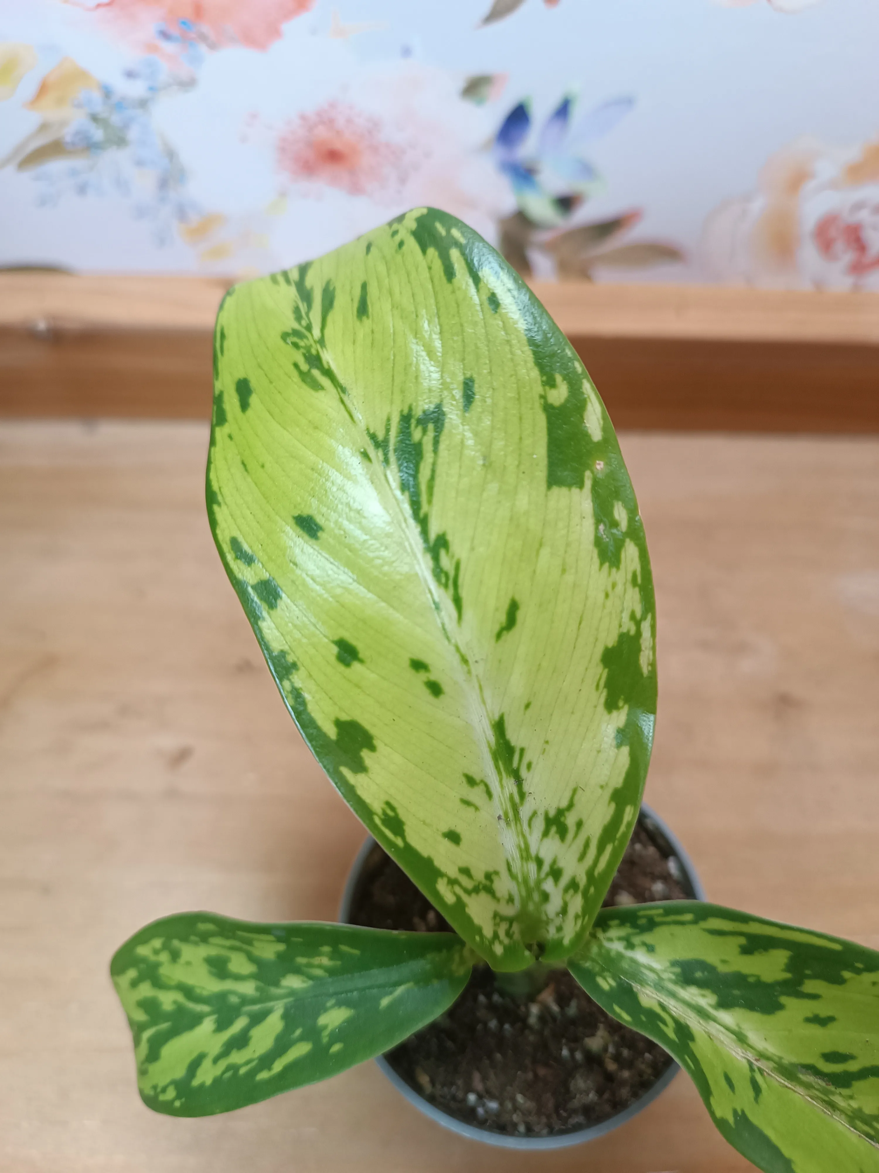 Dieffenbachia 'Crocodile Baby'