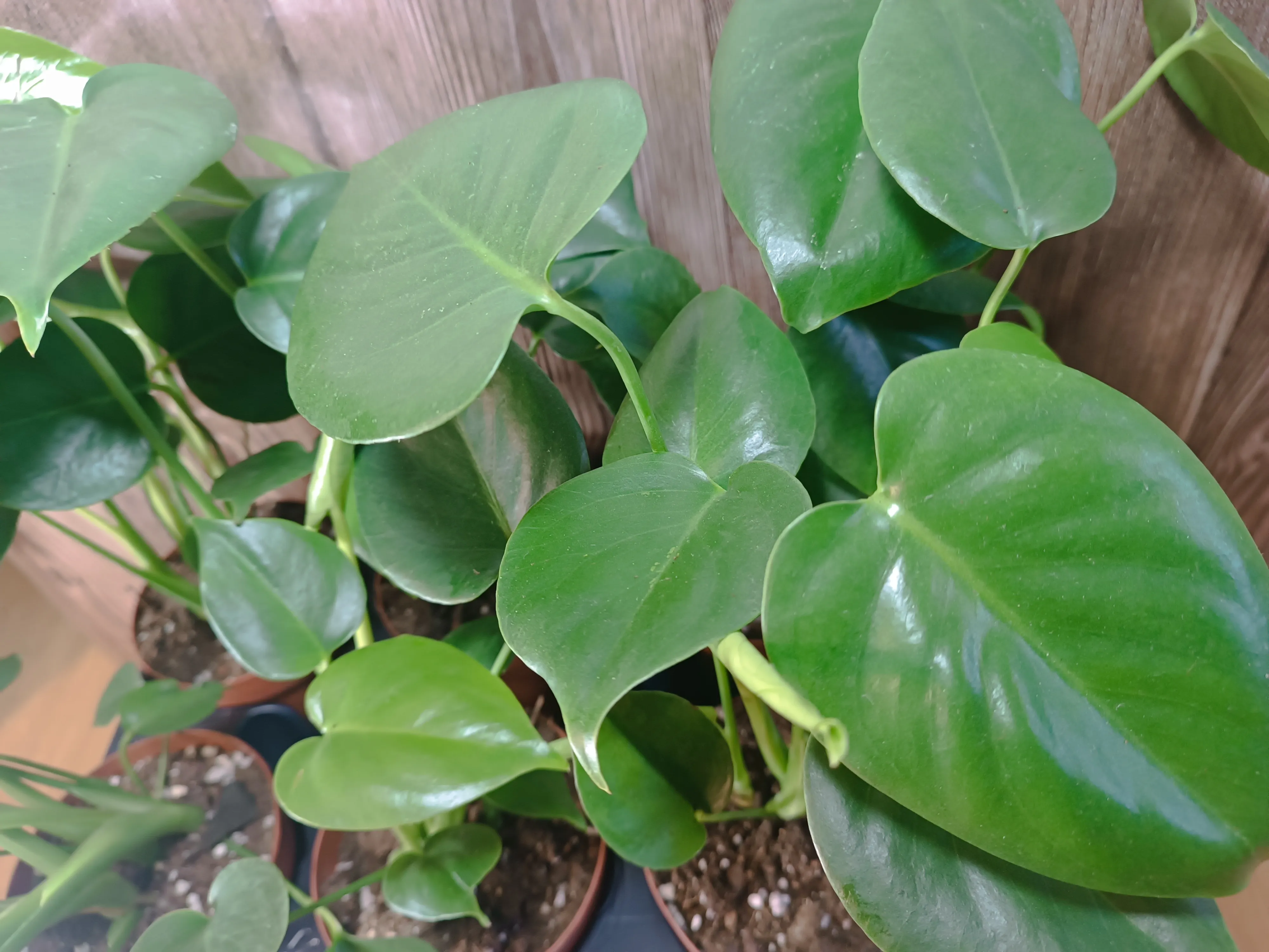 Monstera deliciosa