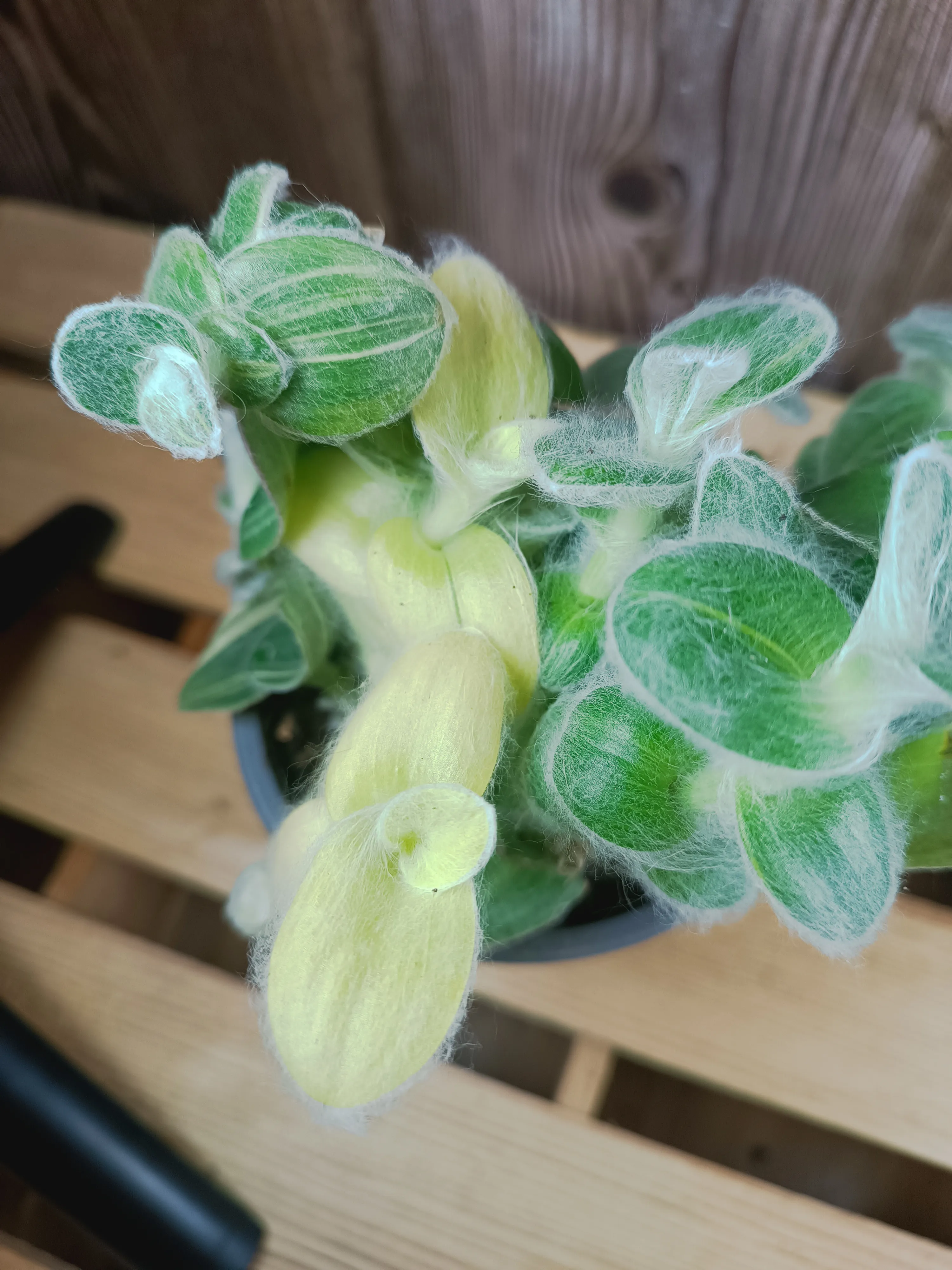 Tradescantia sillamontana variegata