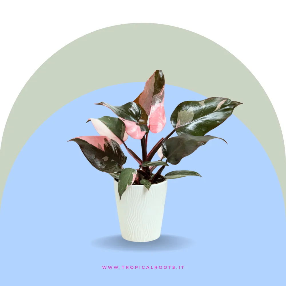 Philodendron 'Pink Princess'