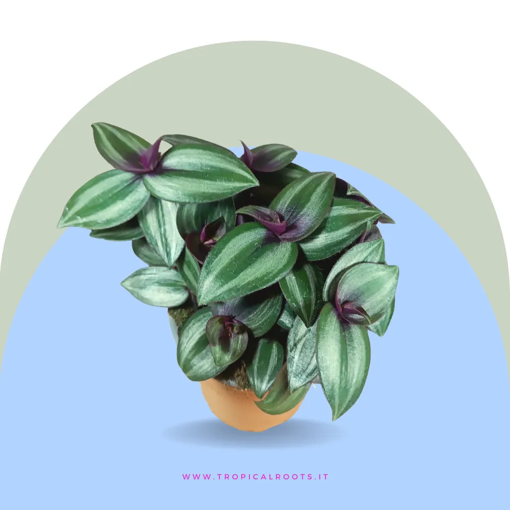 Tradescantia zabrina