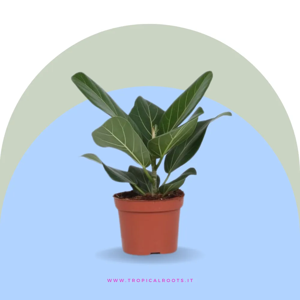 Ficus Benghalensis 'Audrey'