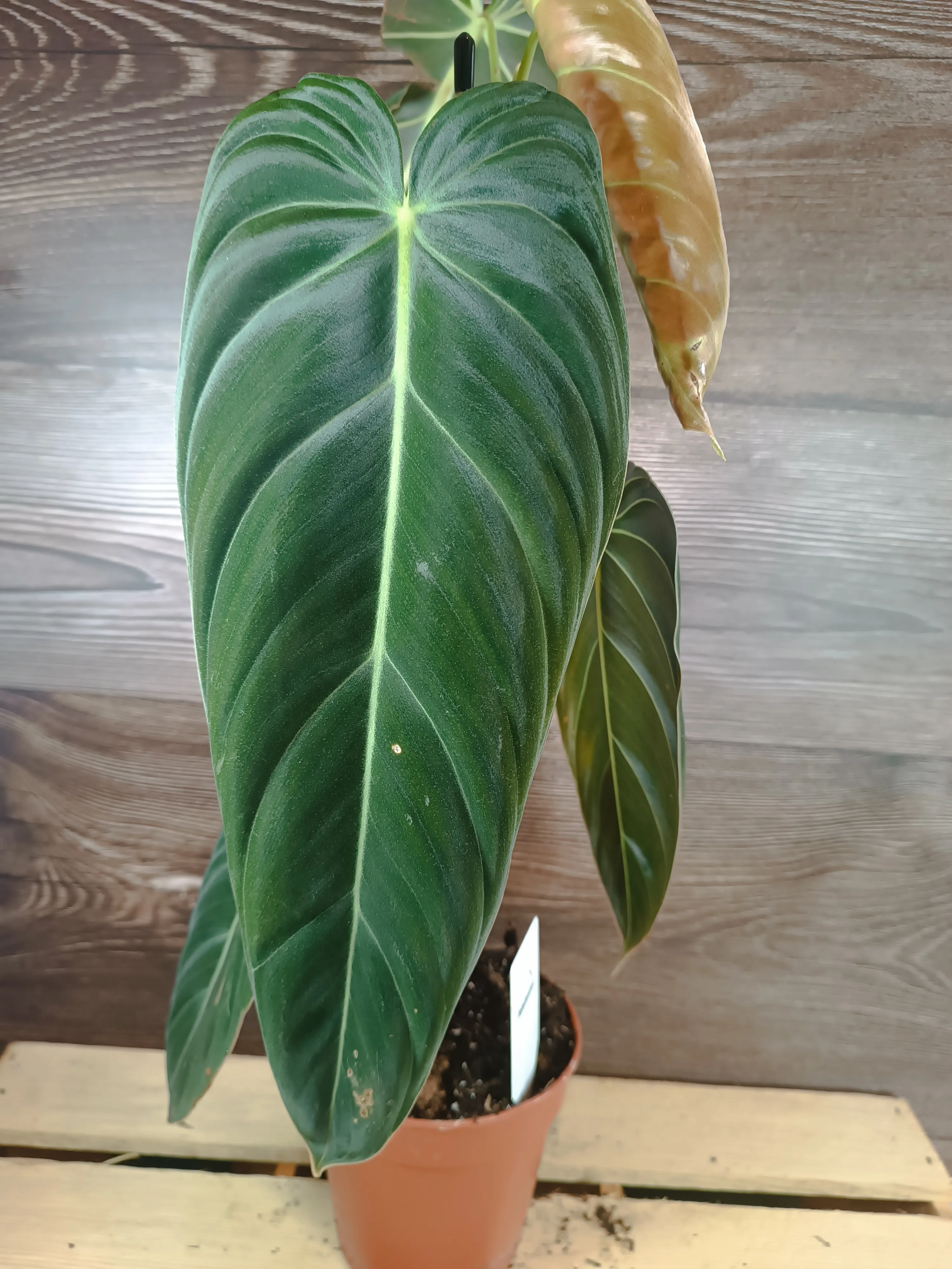 Philodendron 'Melanochrysum'