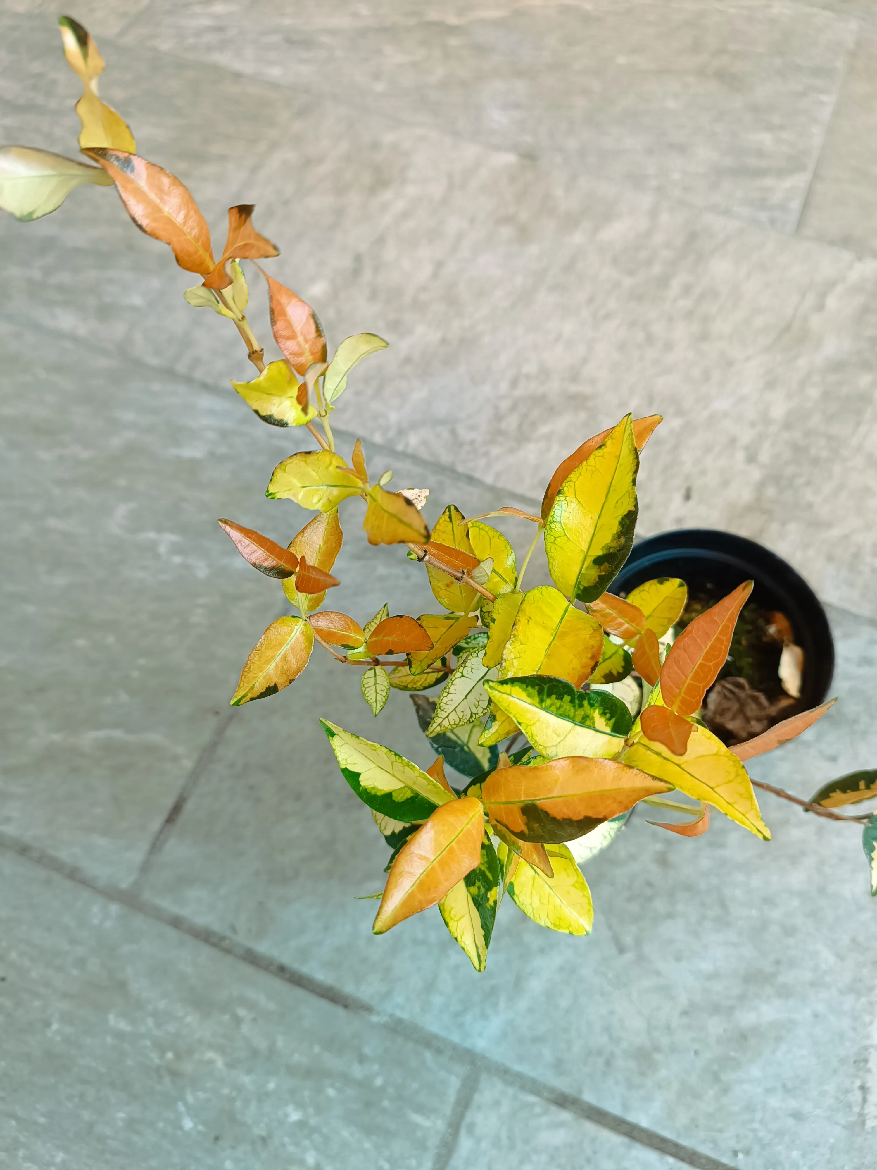 Trachelospermum asiaticum sunset - falso gelsomino
