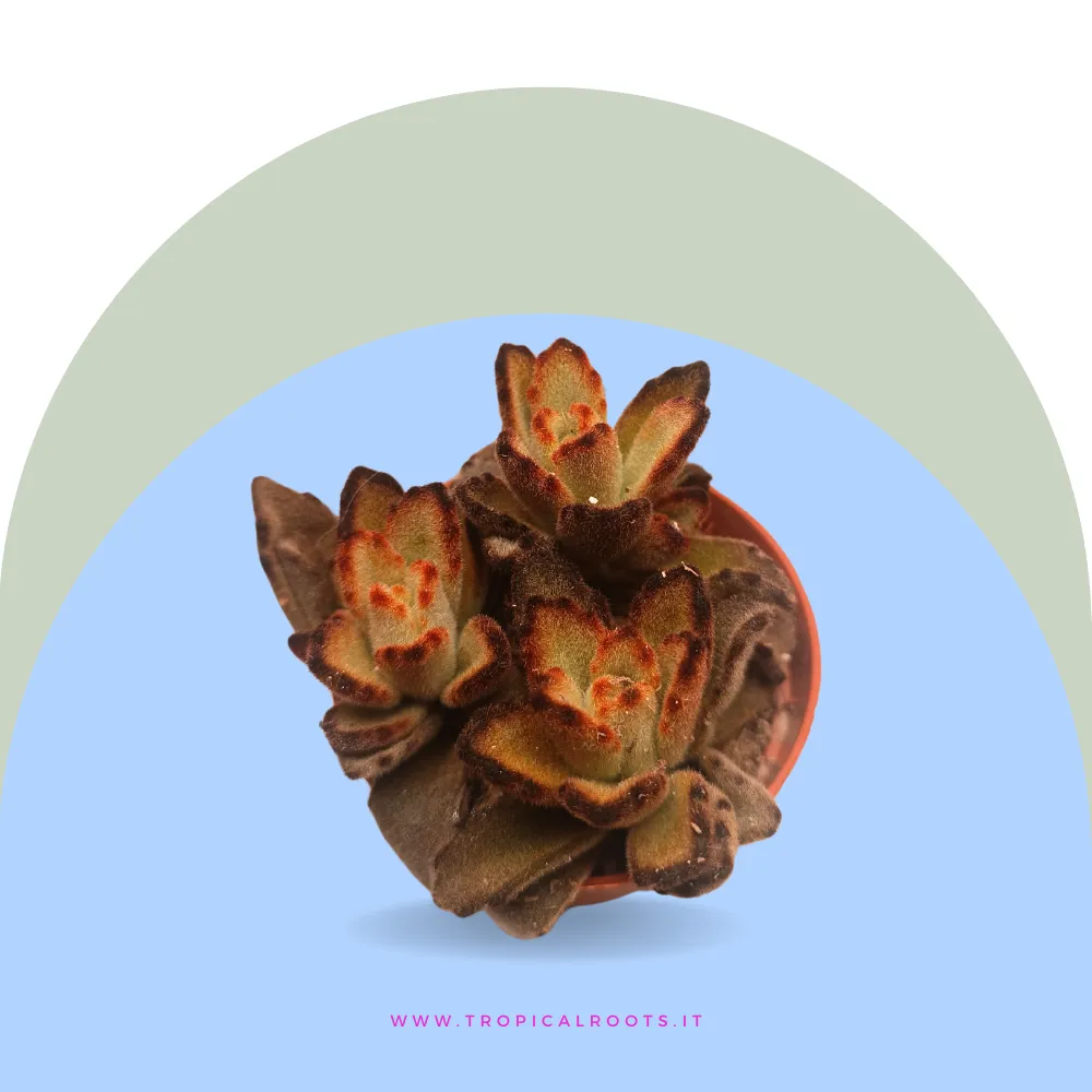 Kalanchoe tomentosa 'Chocolate Soldier'