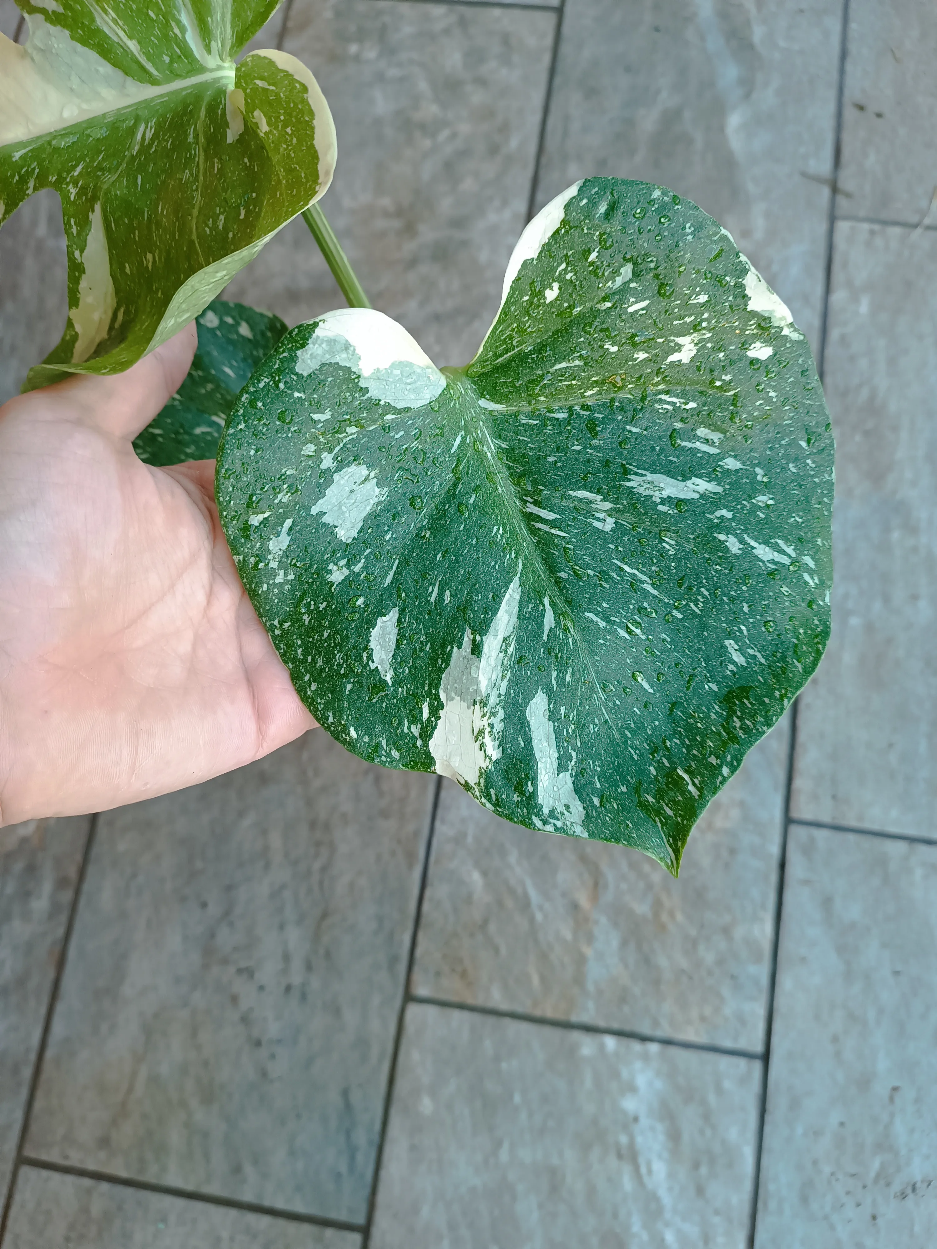 Monstera Thai Costellation