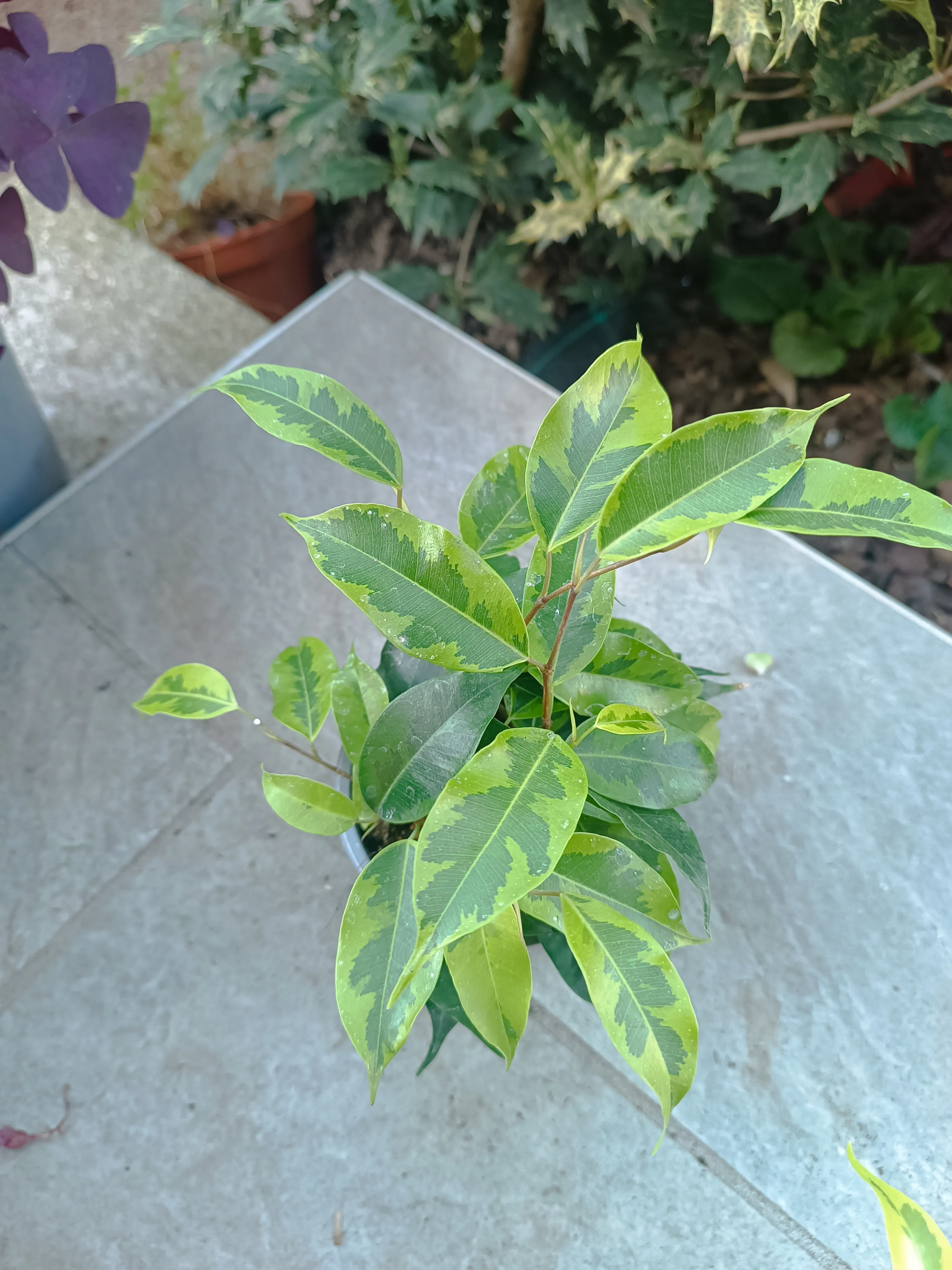  Ficus benjamina 'Anastasia' baby