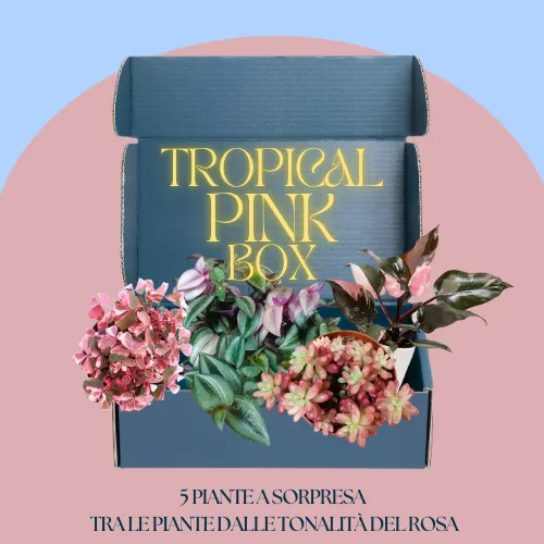 Tropical pink box