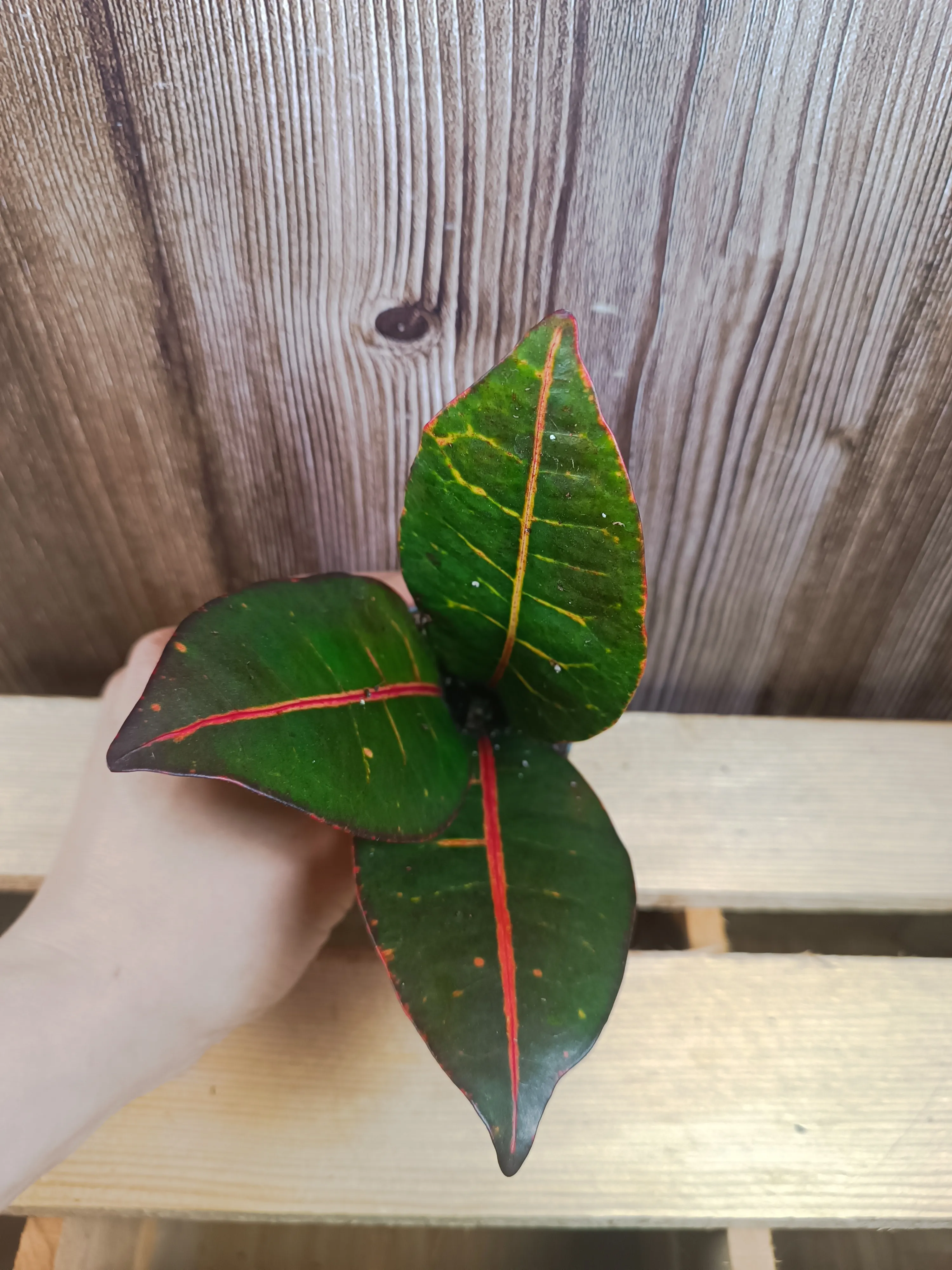 Croton 'Petra'