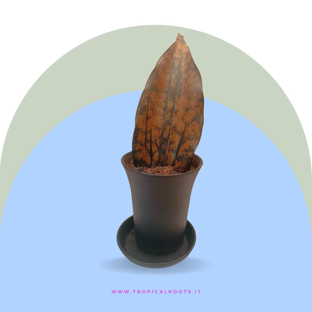 Sansevieria Star Canyon Granite