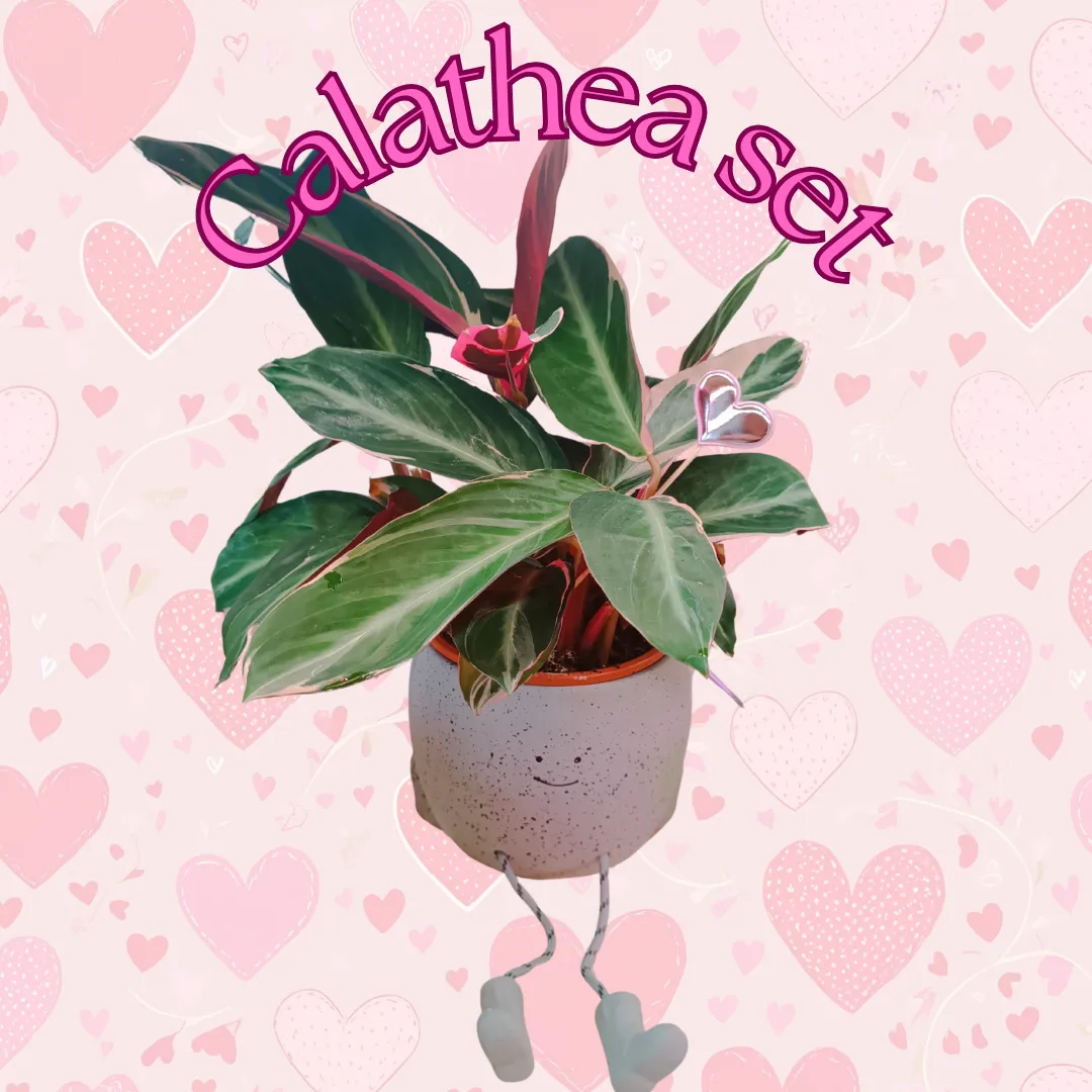 Calathea Triostar set