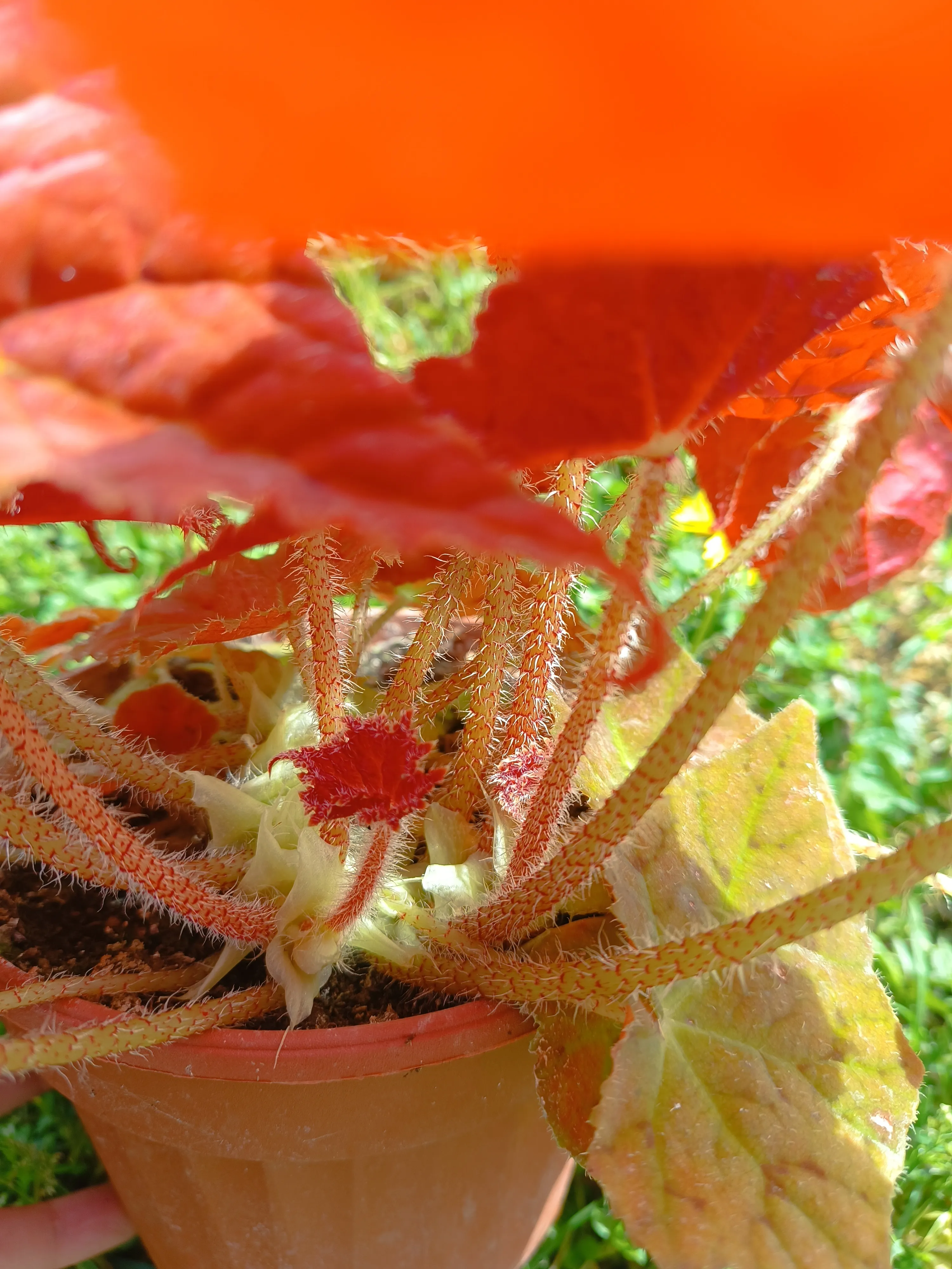 Begonia 'Autumn Ember' 