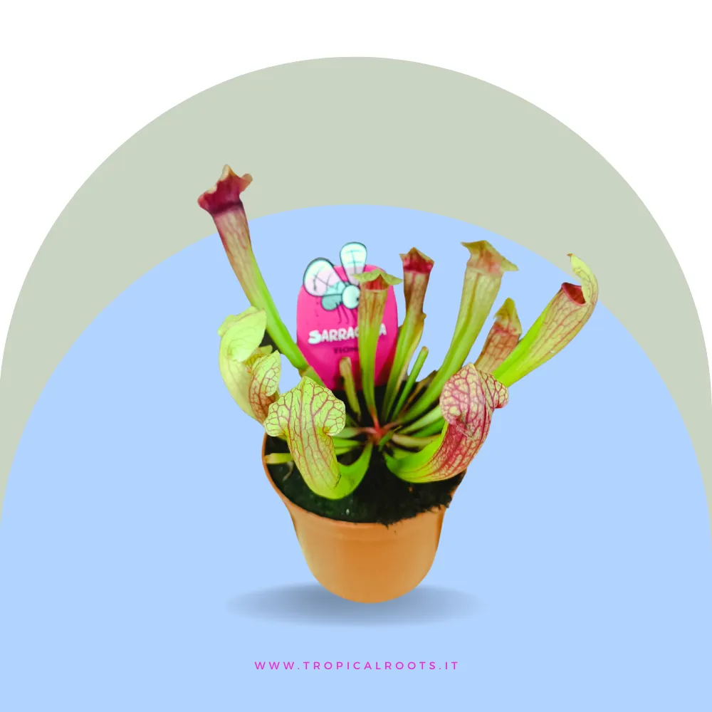 Sarracenia carnivora
