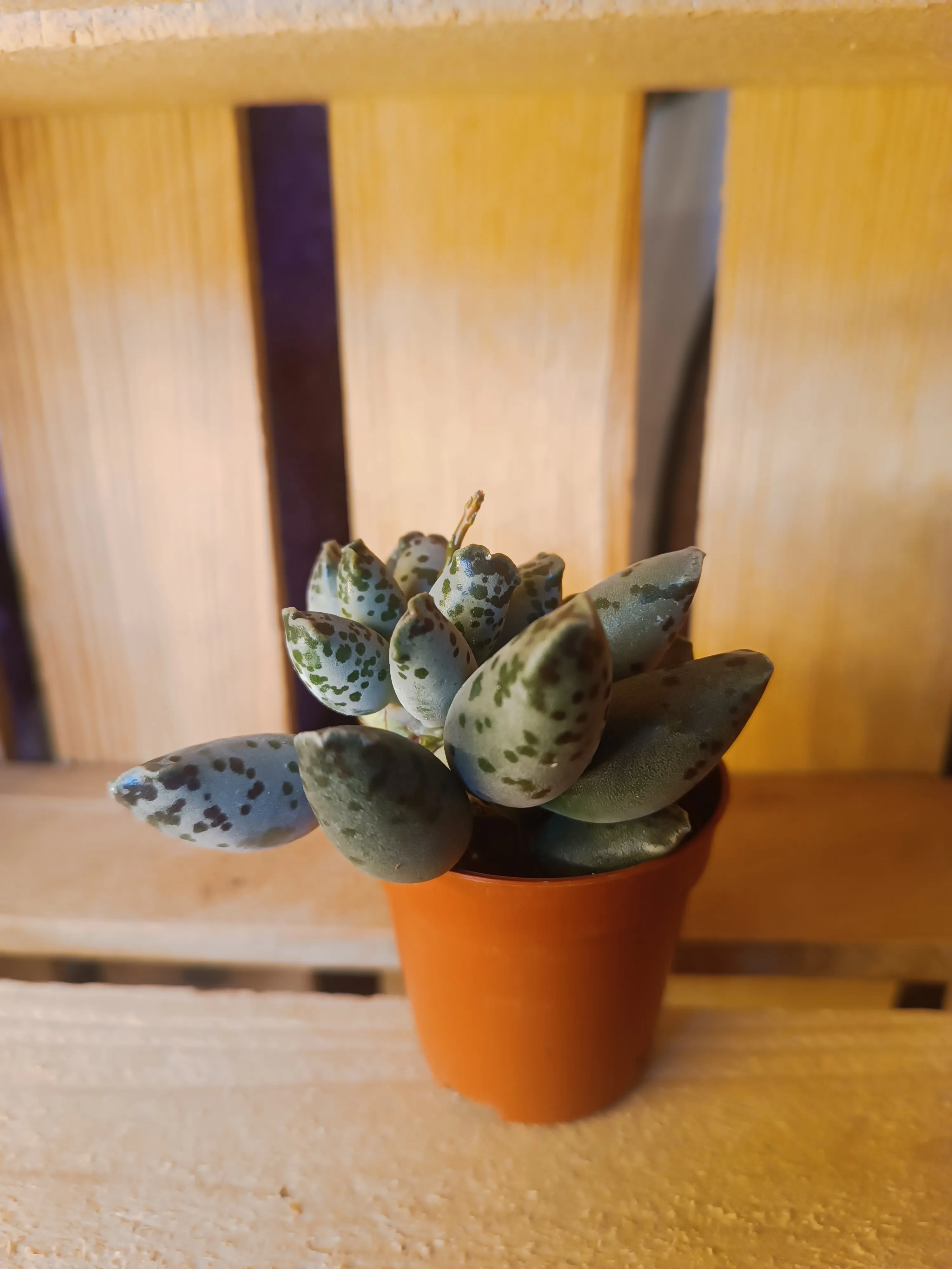 Adromischus cooperi