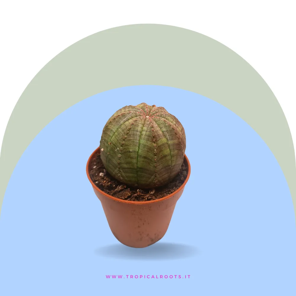 Euphorbia obesa