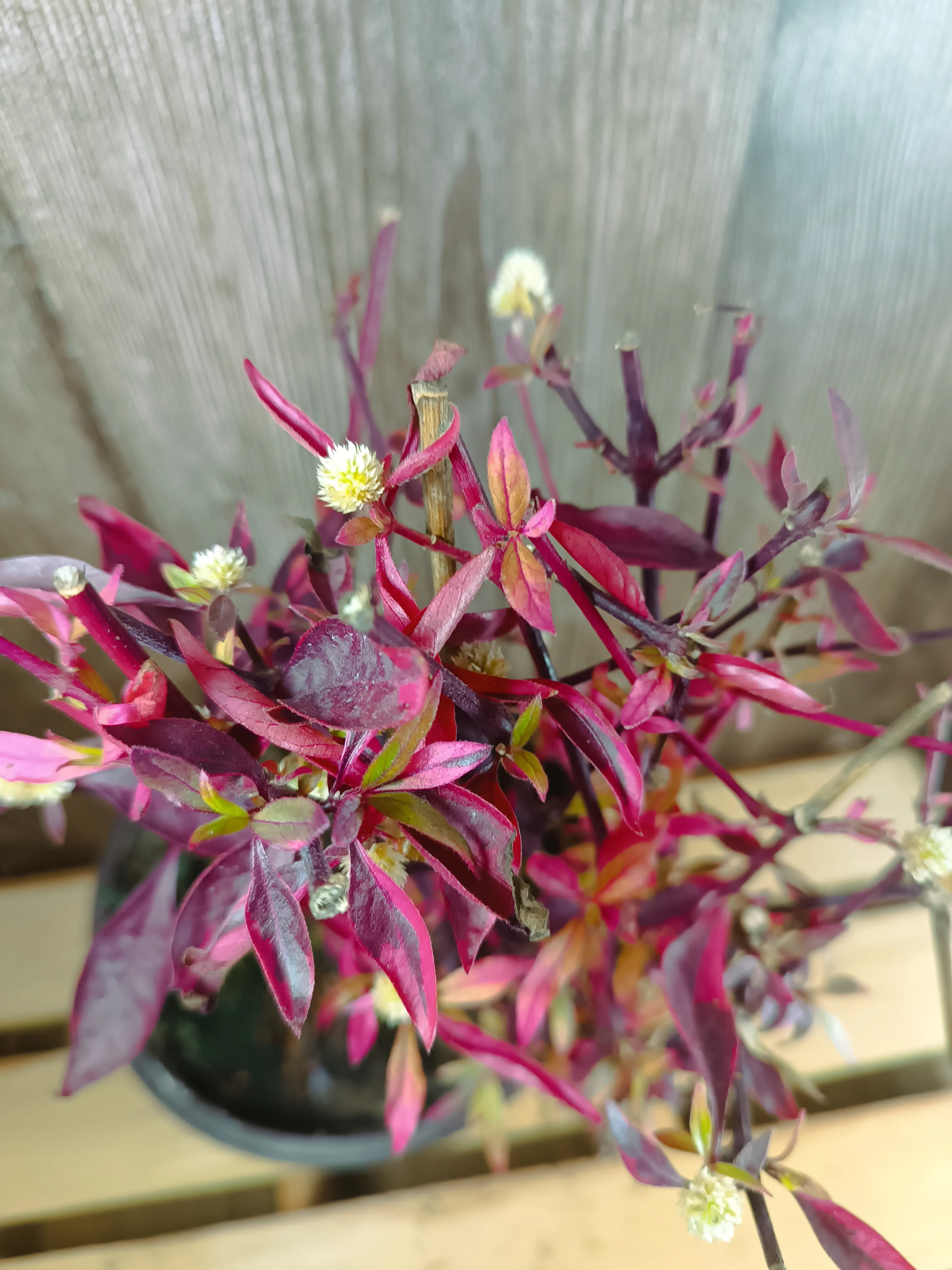 Alternanthera Brasiliana