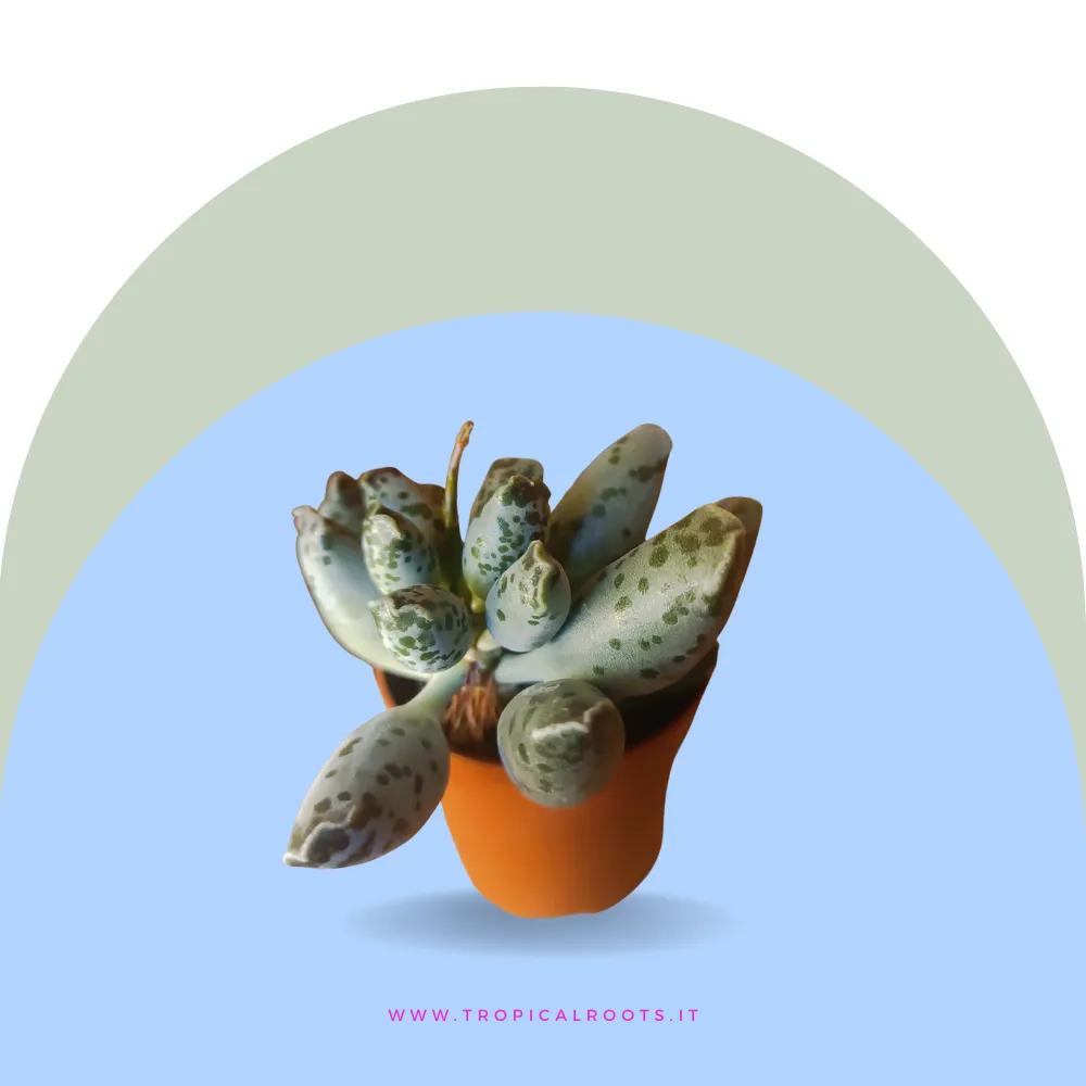 Adromischus cooperi