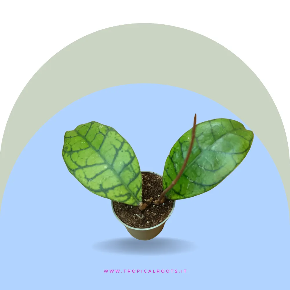 Hoya callistophylla