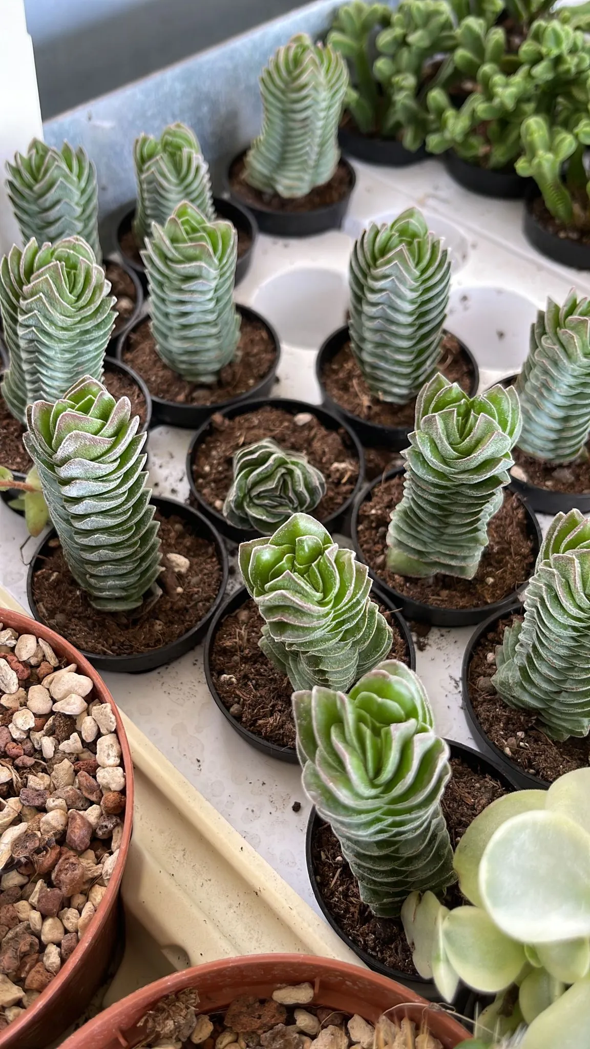Crassula 'Tempio di Buddha'