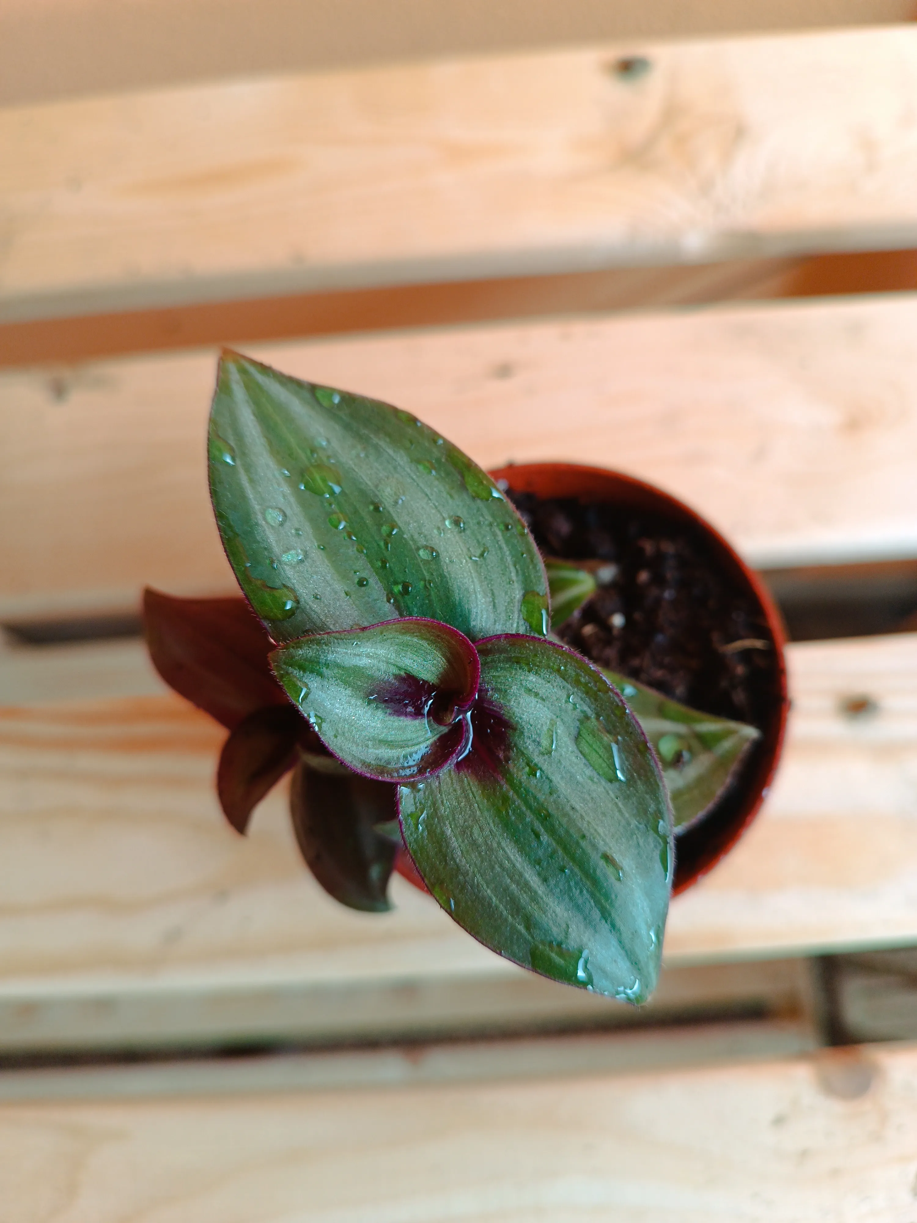 Tradescantia zebrina baby