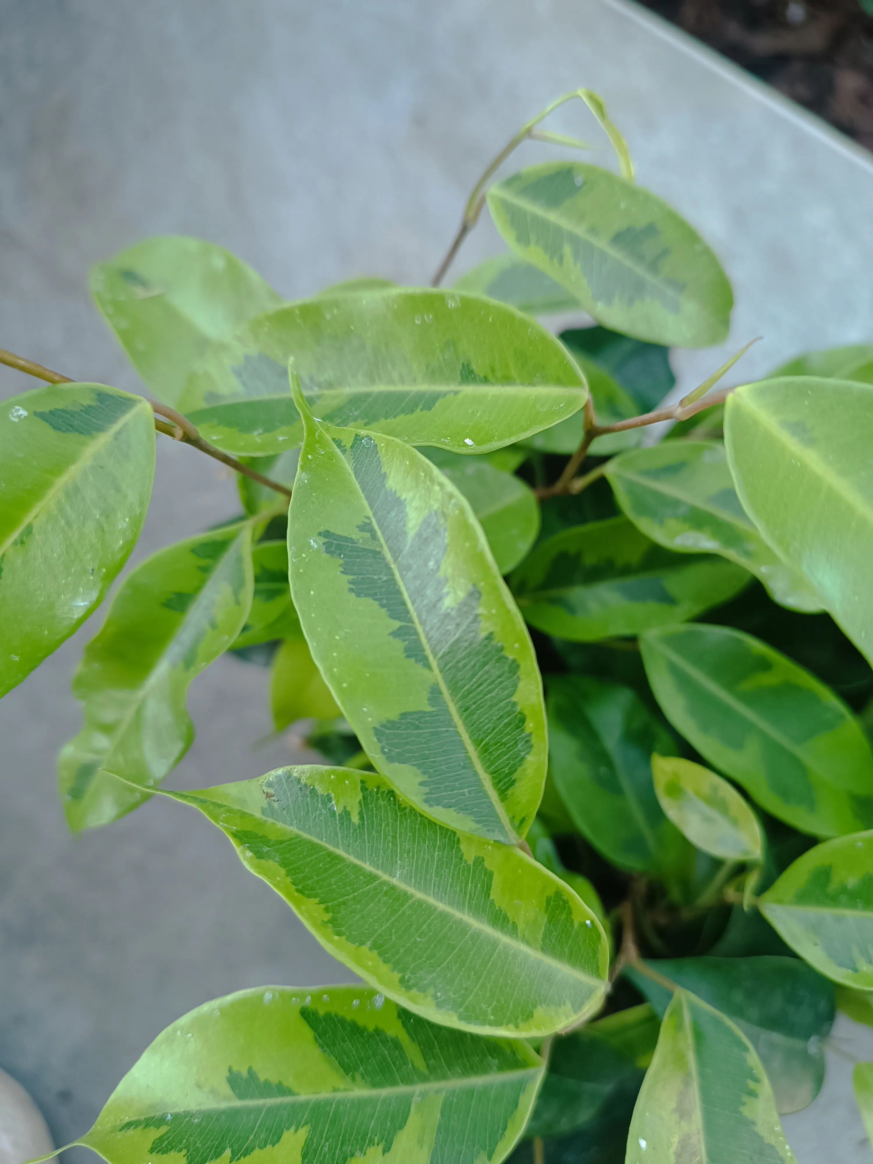  Ficus benjamina 'Anastasia' baby
