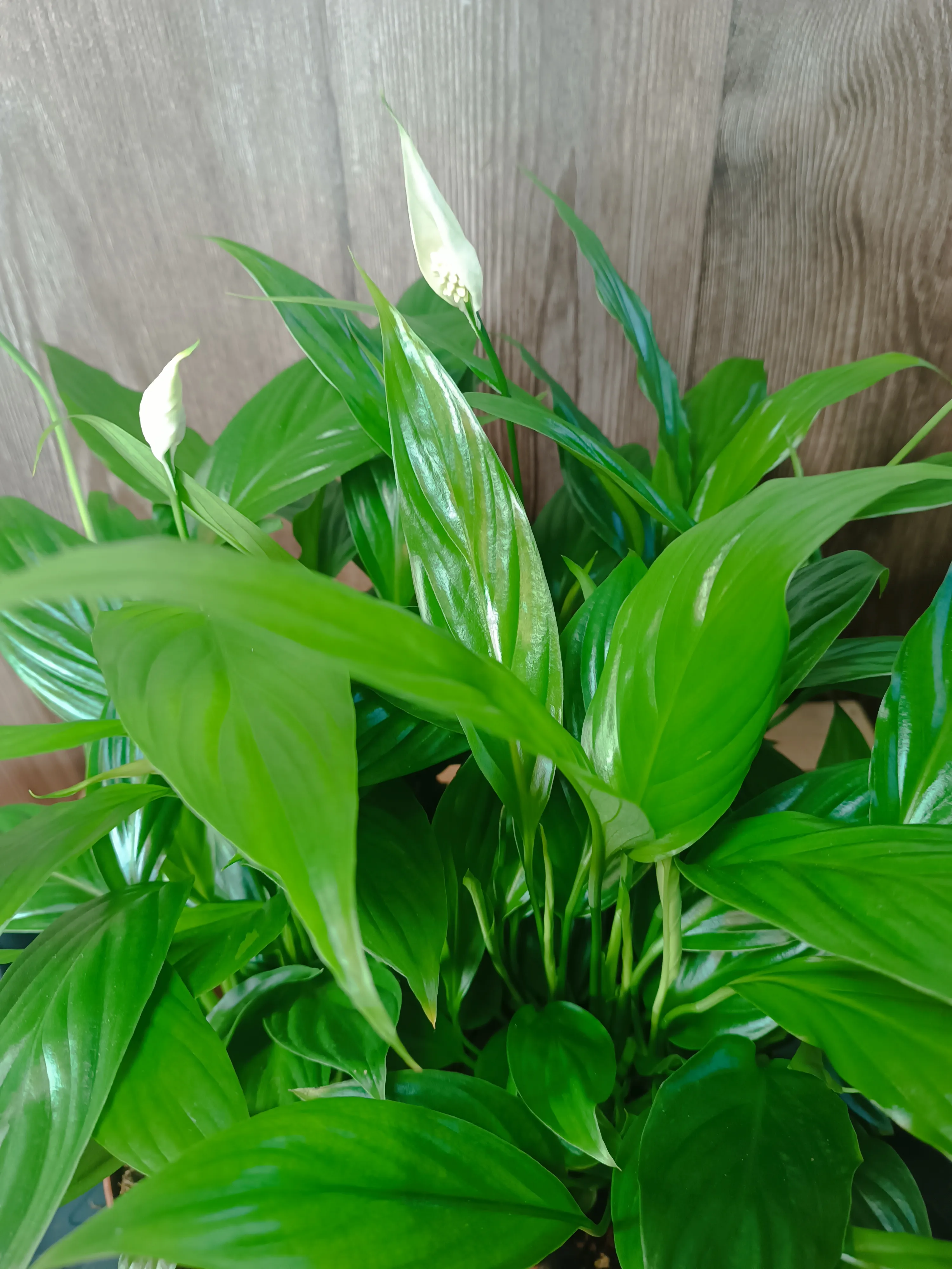Spathiphyllum