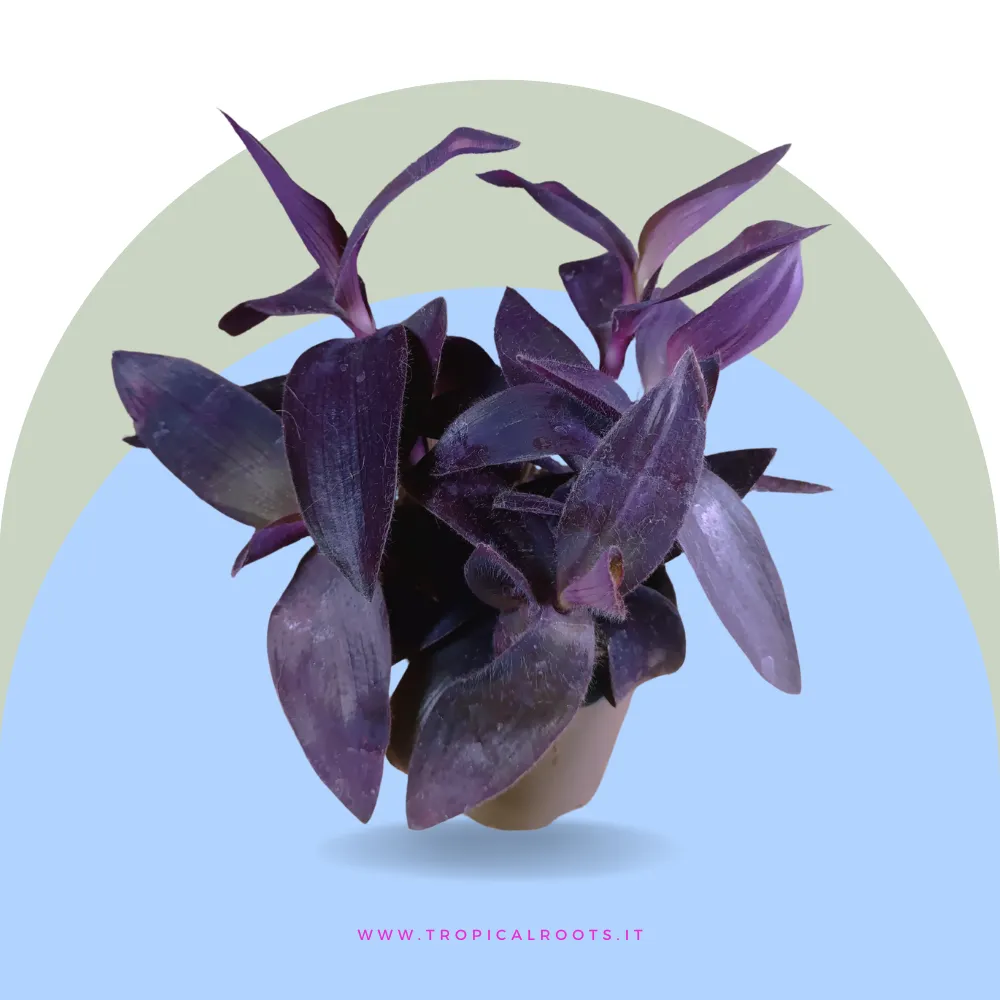 Tradescantia pallida