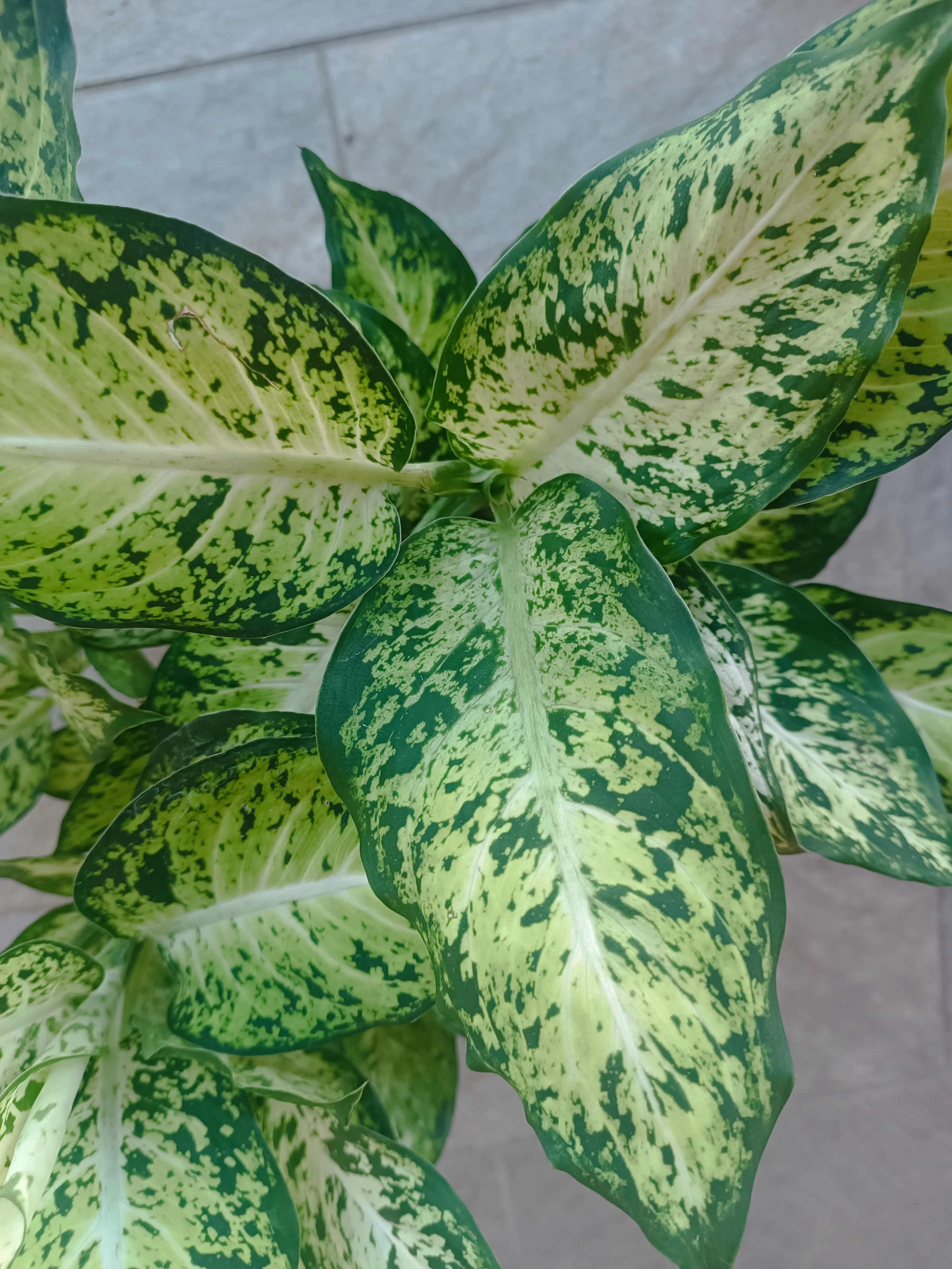 Dieffenbachia Vesuvius