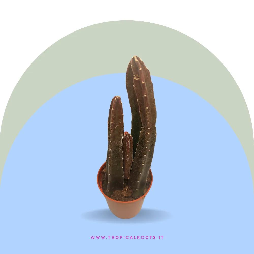 Stapelia leendertziae