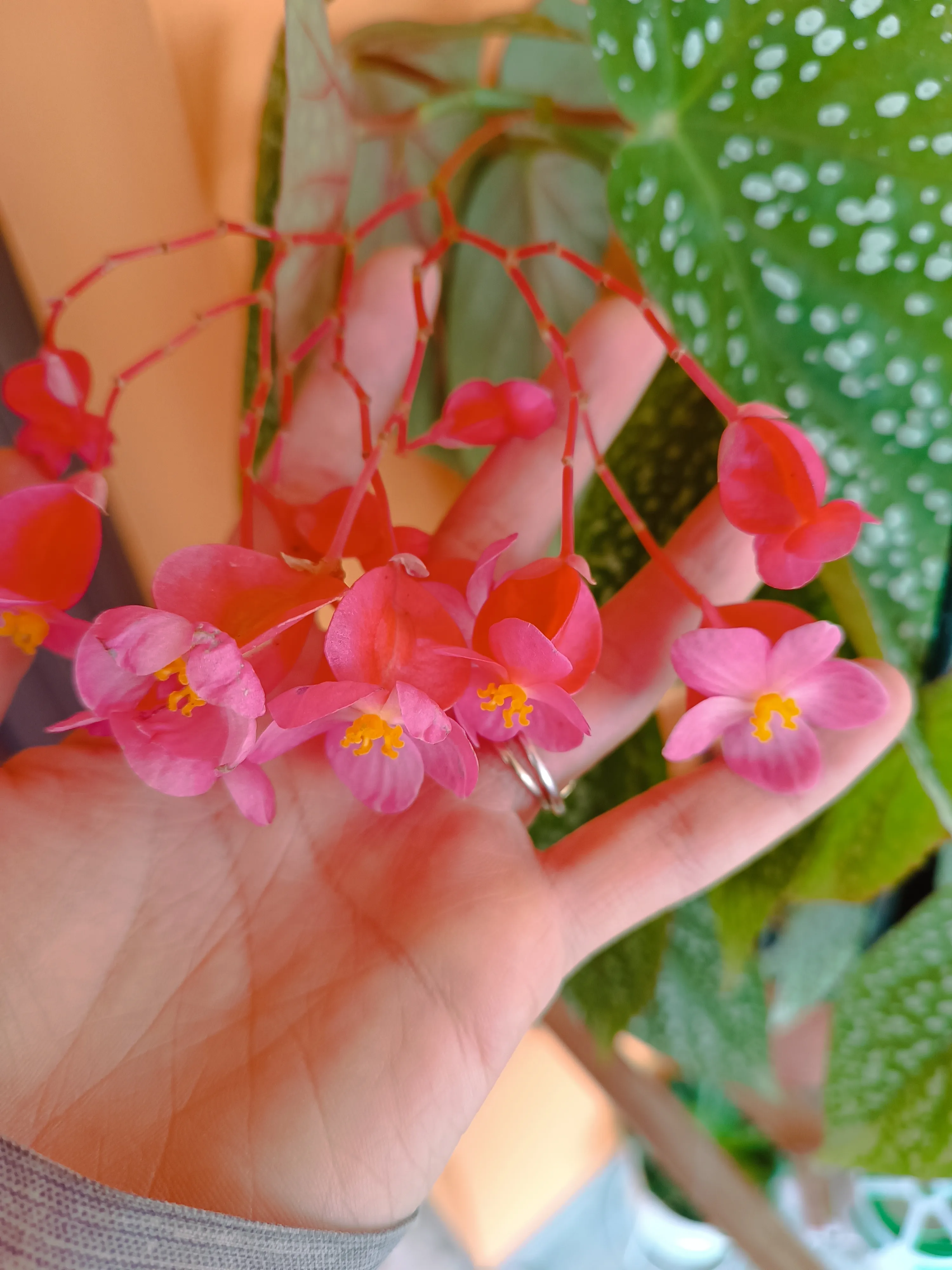 Begonia Corallina Big