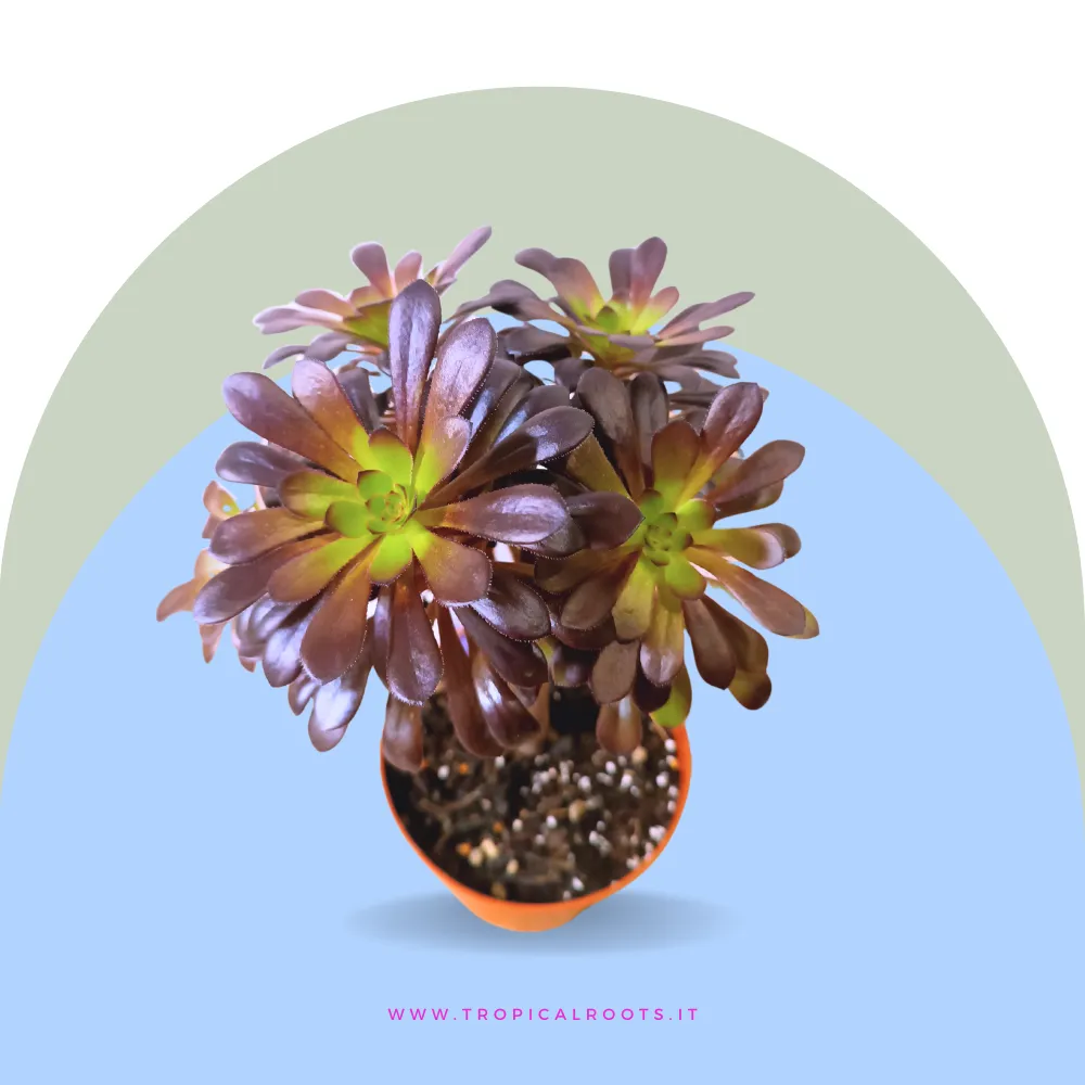 Aeonium Arboreum Rubrum