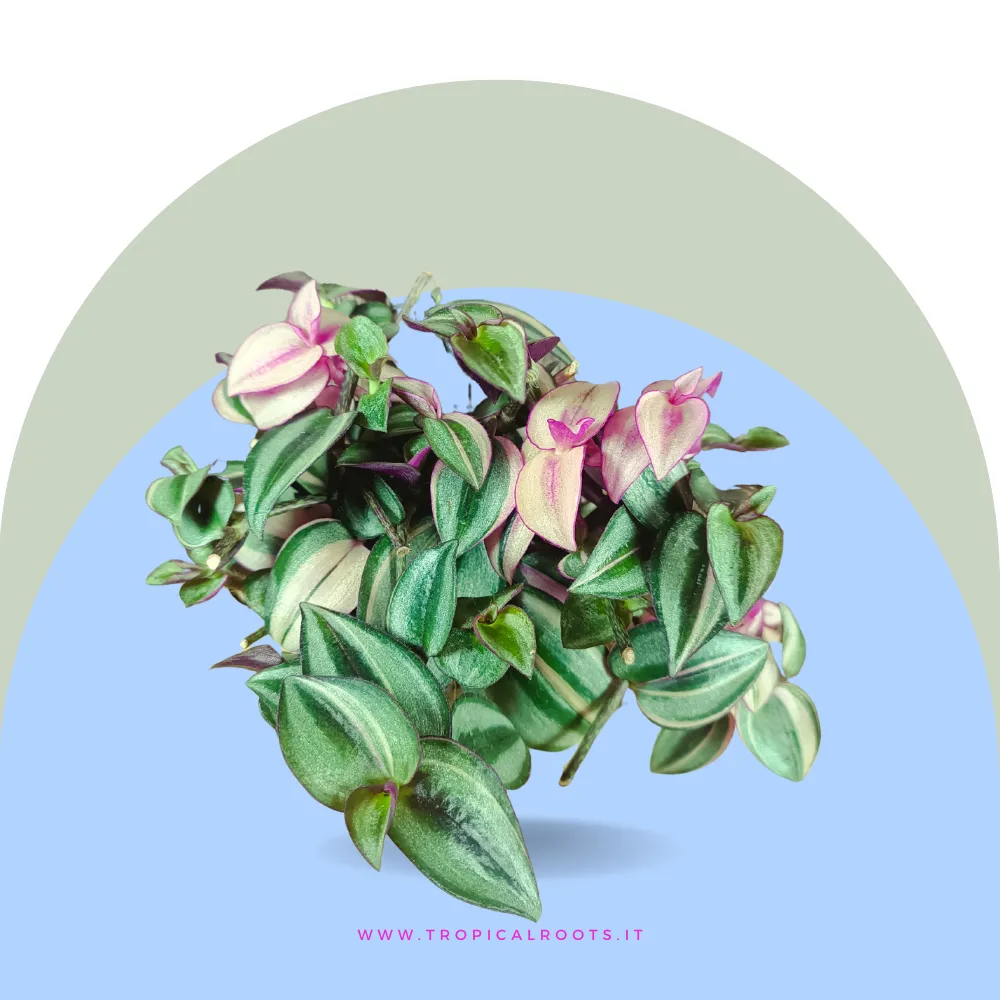 Tradescantia zebrina quadricolor