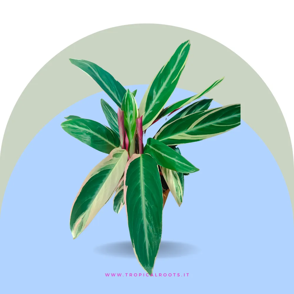 Calathea Triostar