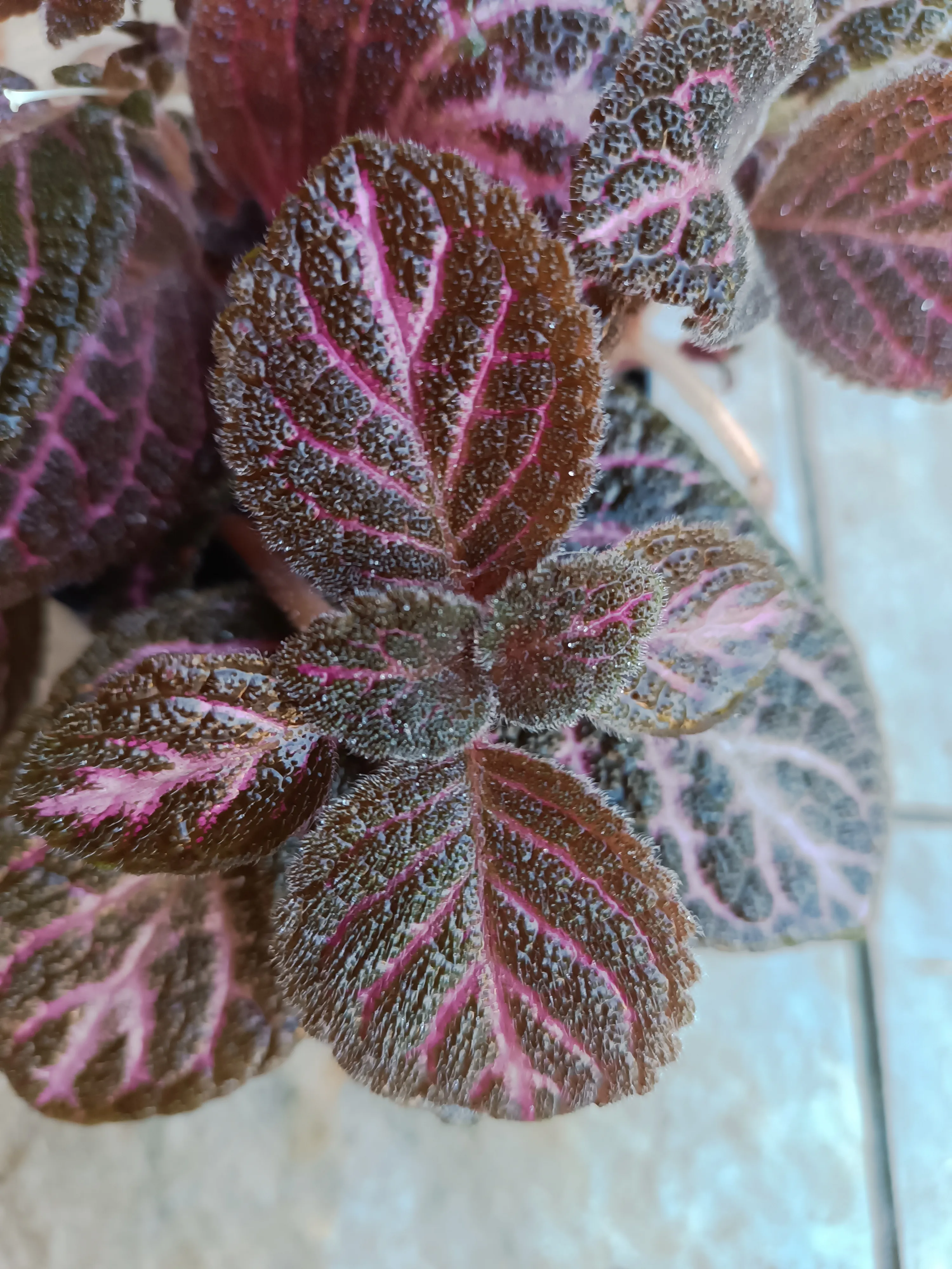 Episcia cupreata ‘Pink Acajou’