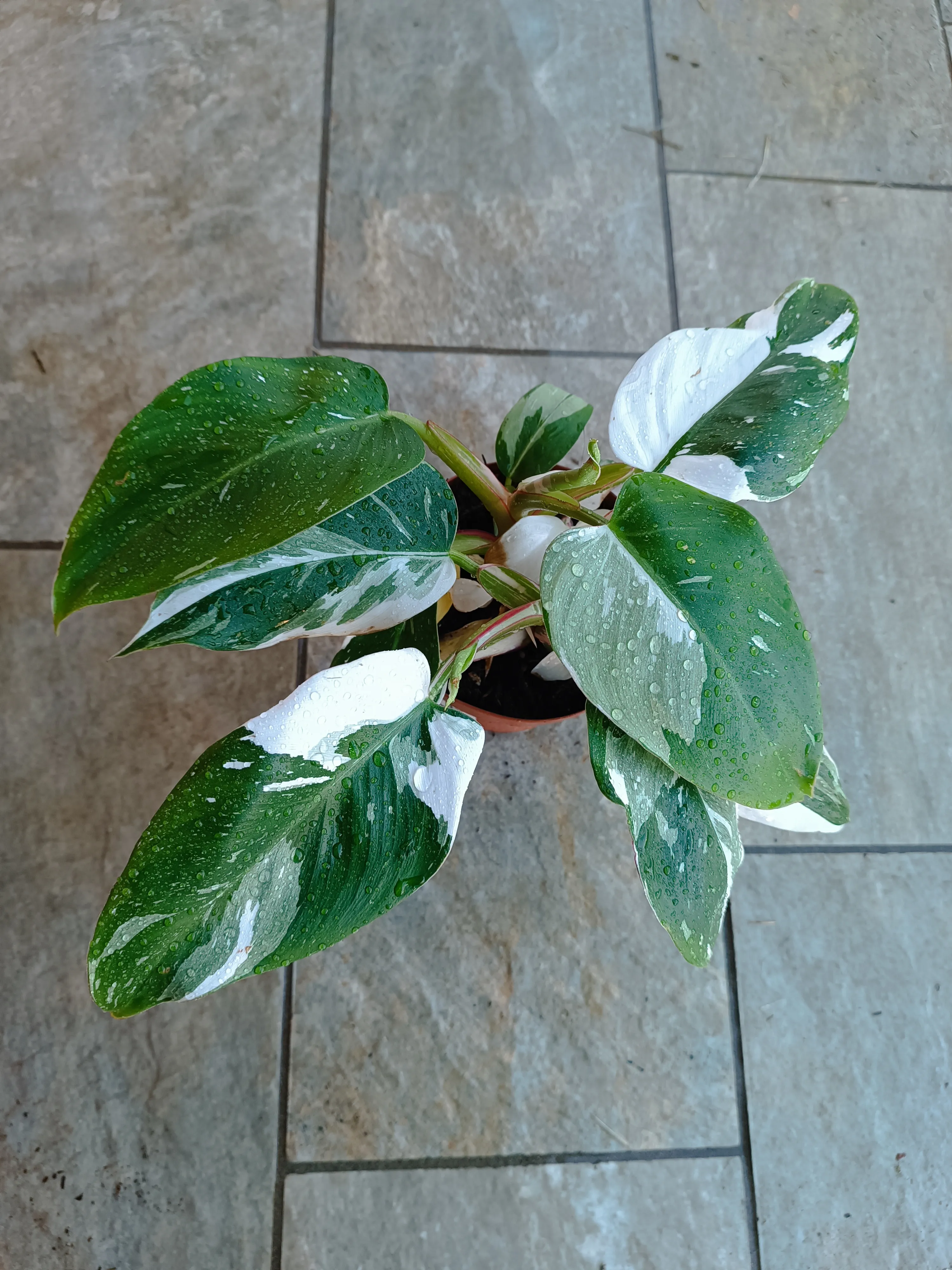 Philodendron 'White Princess'