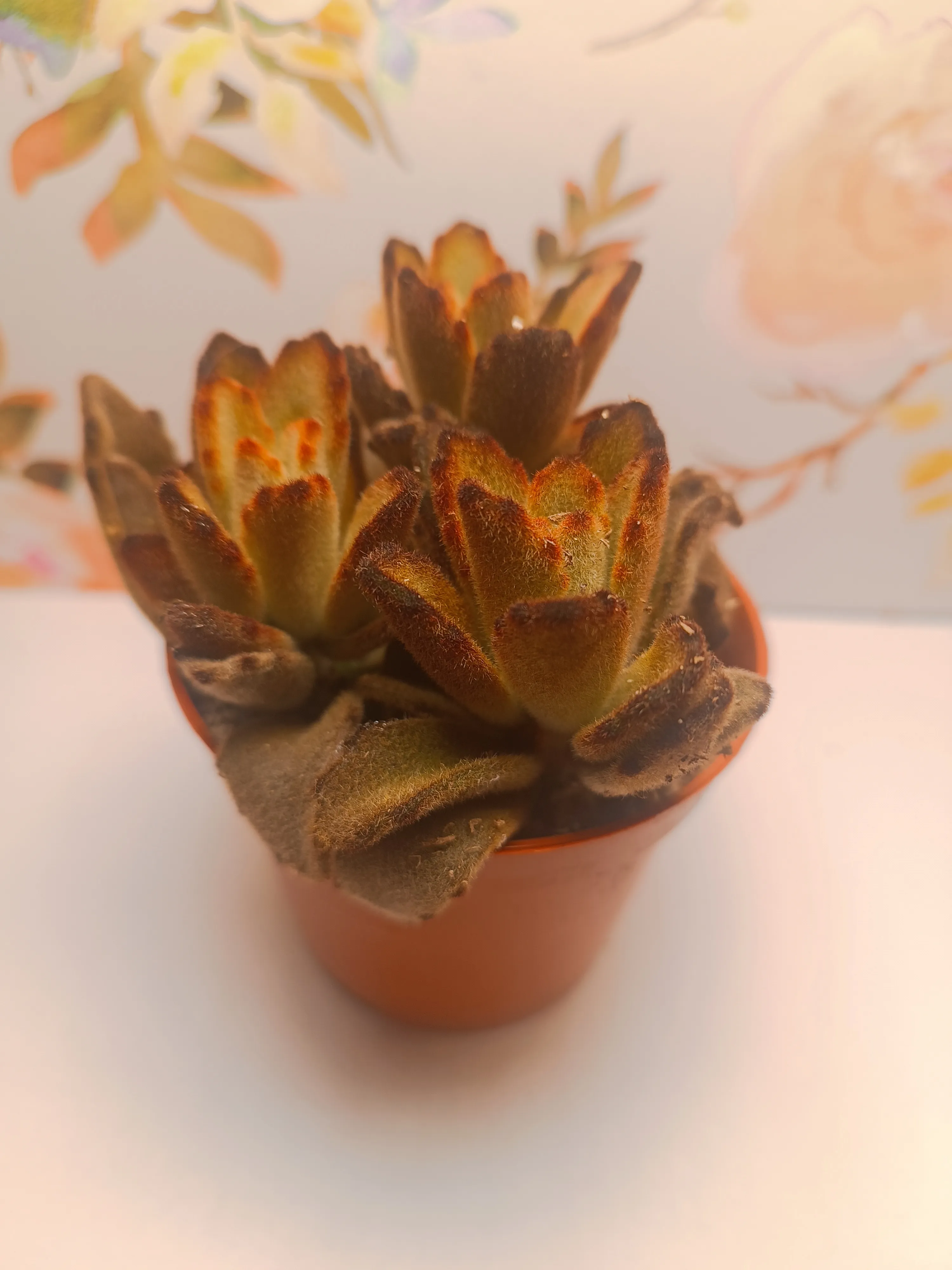 Kalanchoe tomentosa 'Chocolate Soldier'
