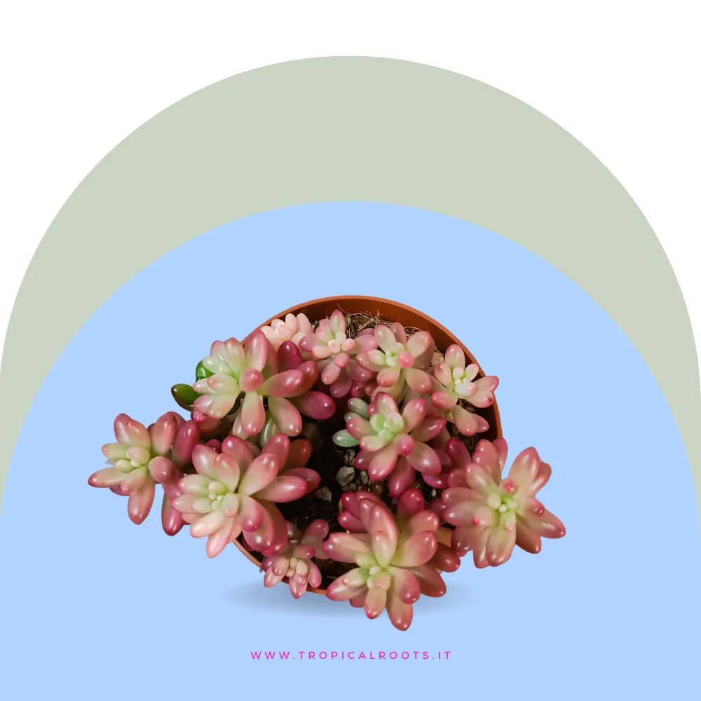 Sedum rubrotinctum ‘Aurora'
