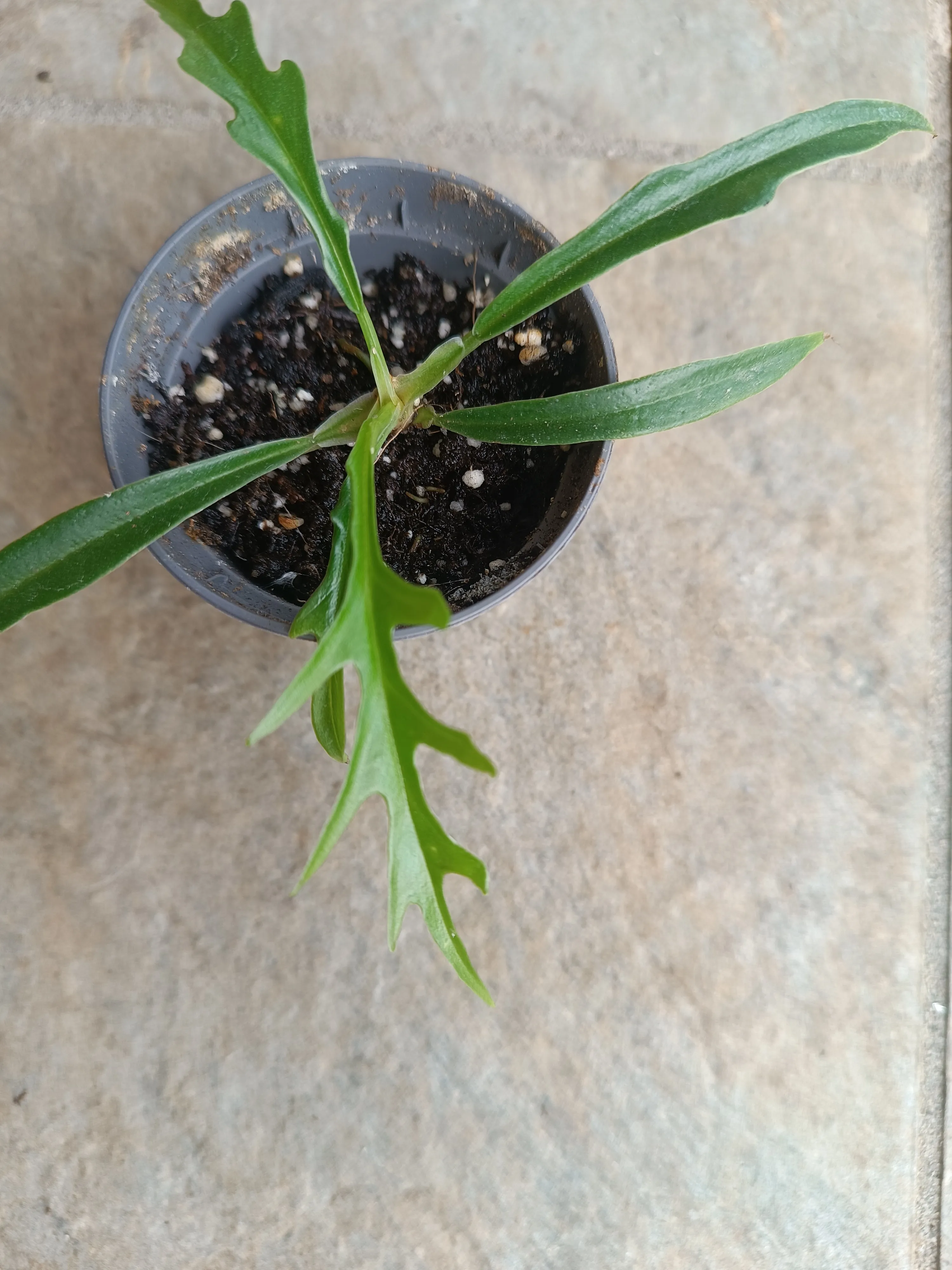 Philodendron 'Tortum' baby