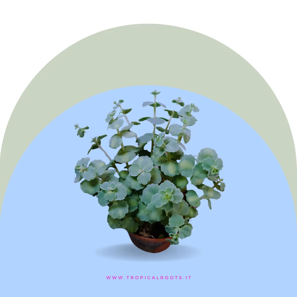 Sedum sieboldii Teresina