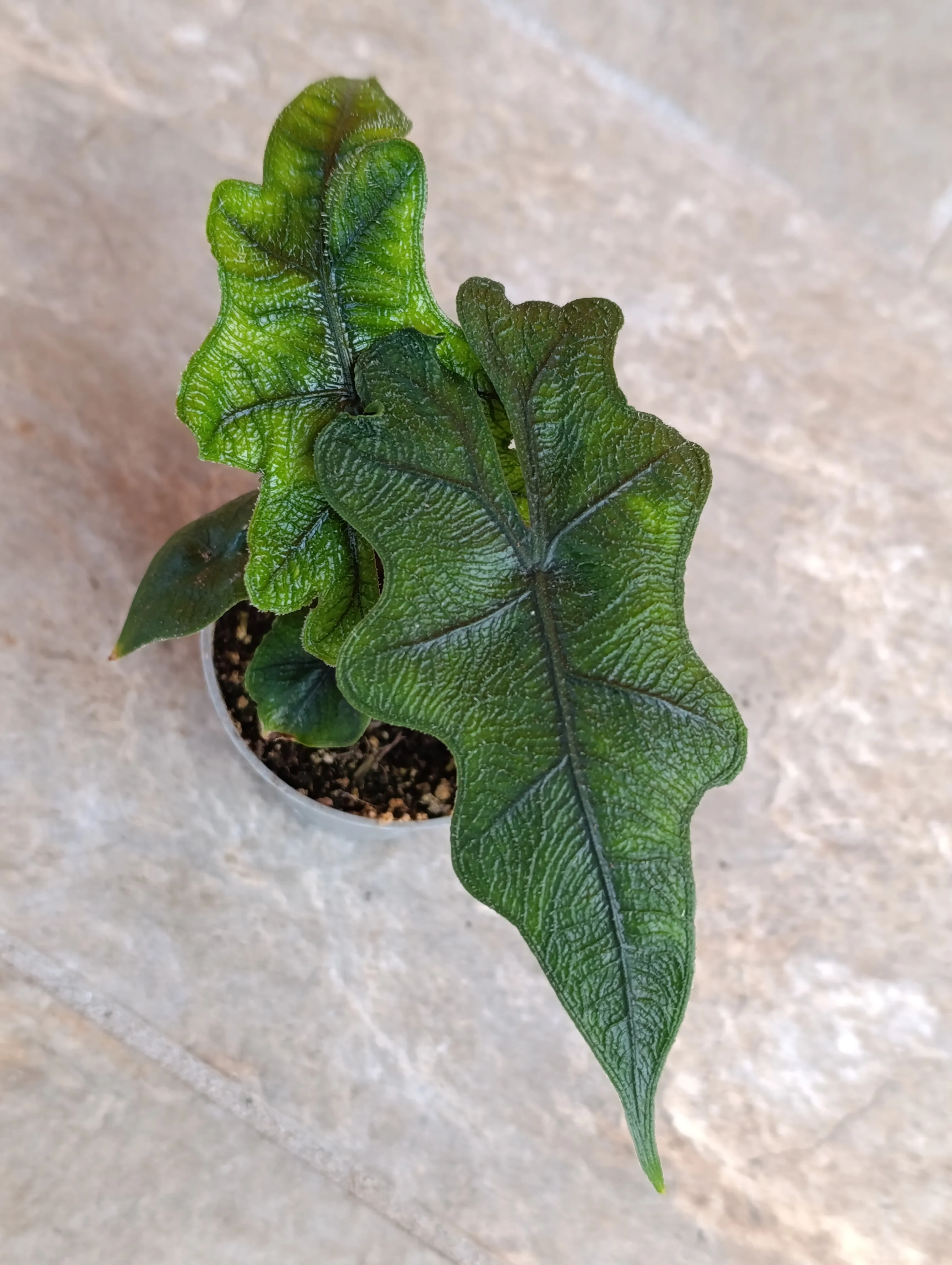 Alocasia Jacklin