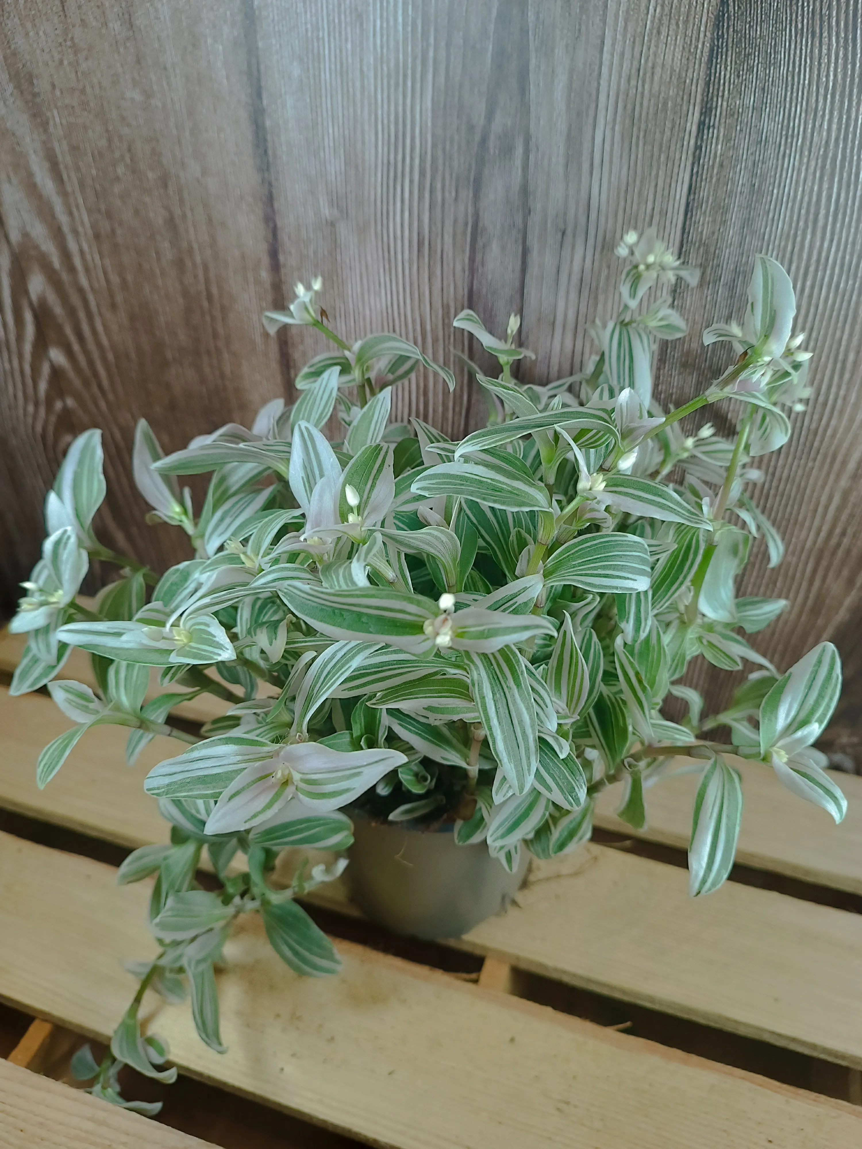 Tradescantia fluminensis variegata
