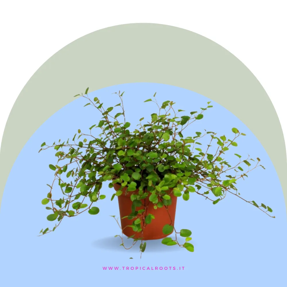 Muehlenbeckia axillaris