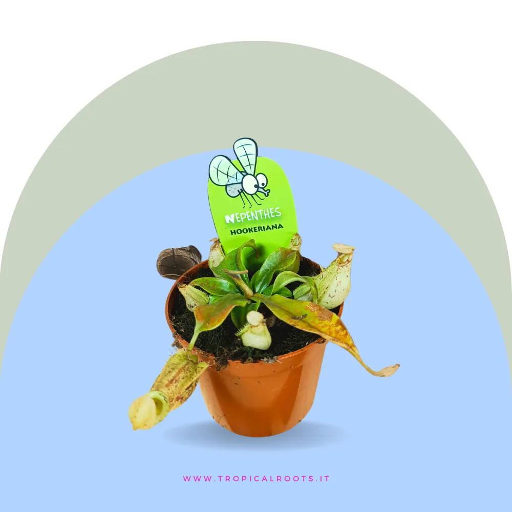 Nepenthes carnivora