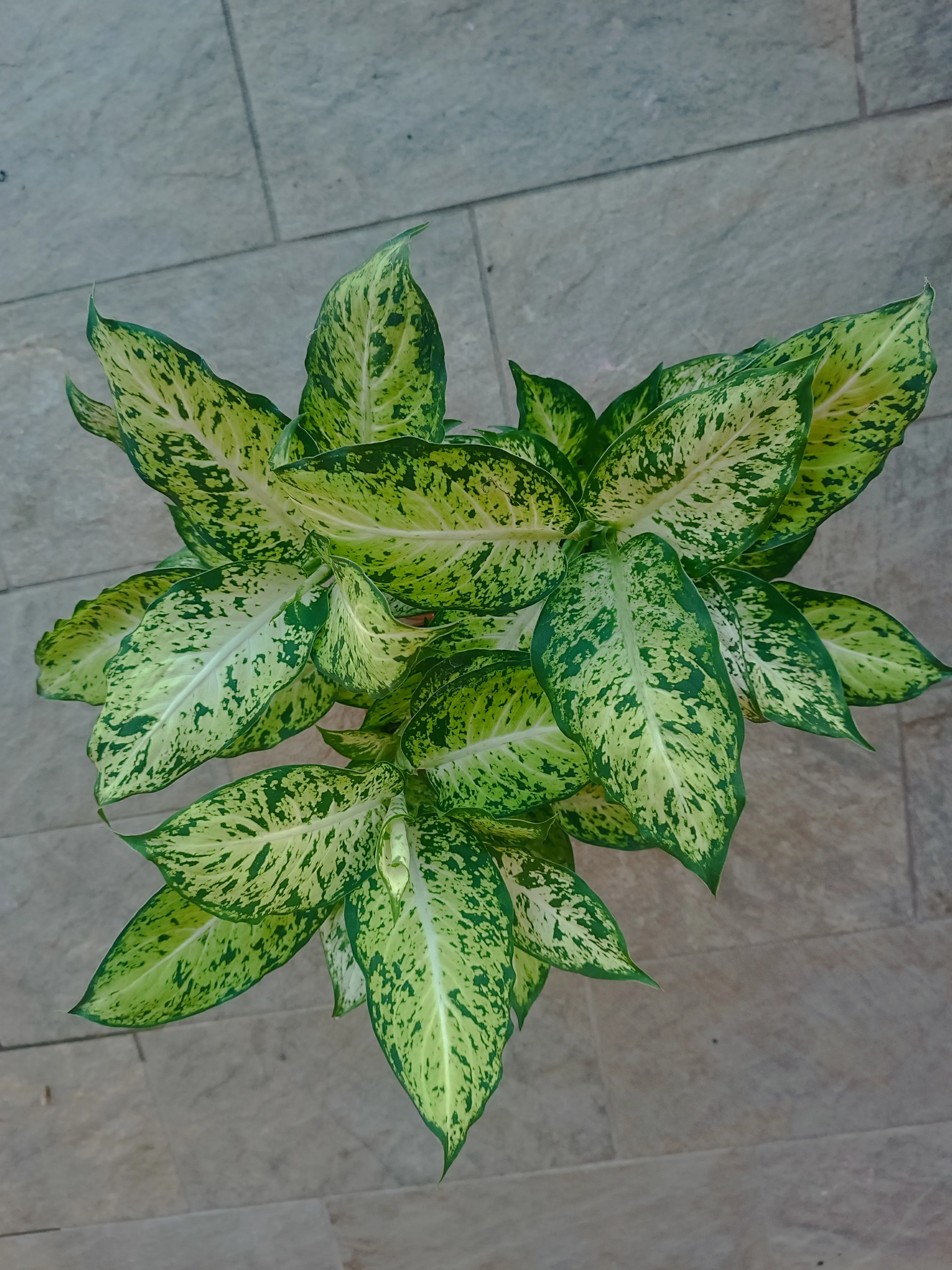 Dieffenbachia Vesuvius