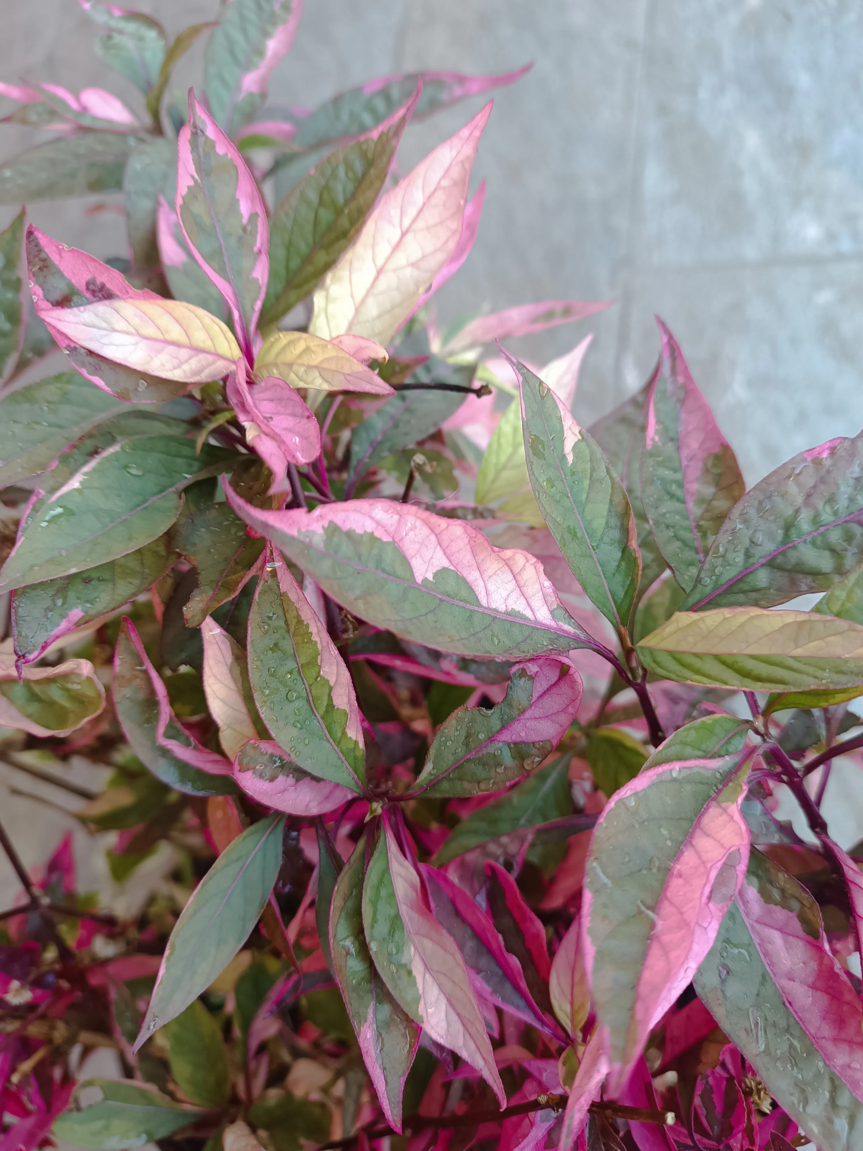 Alternanthera Brasiliana