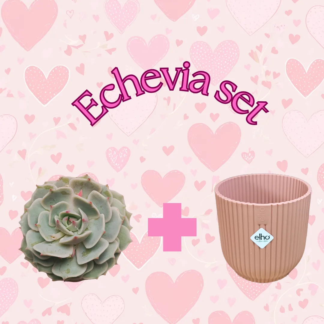 Echevia 'Clara' set