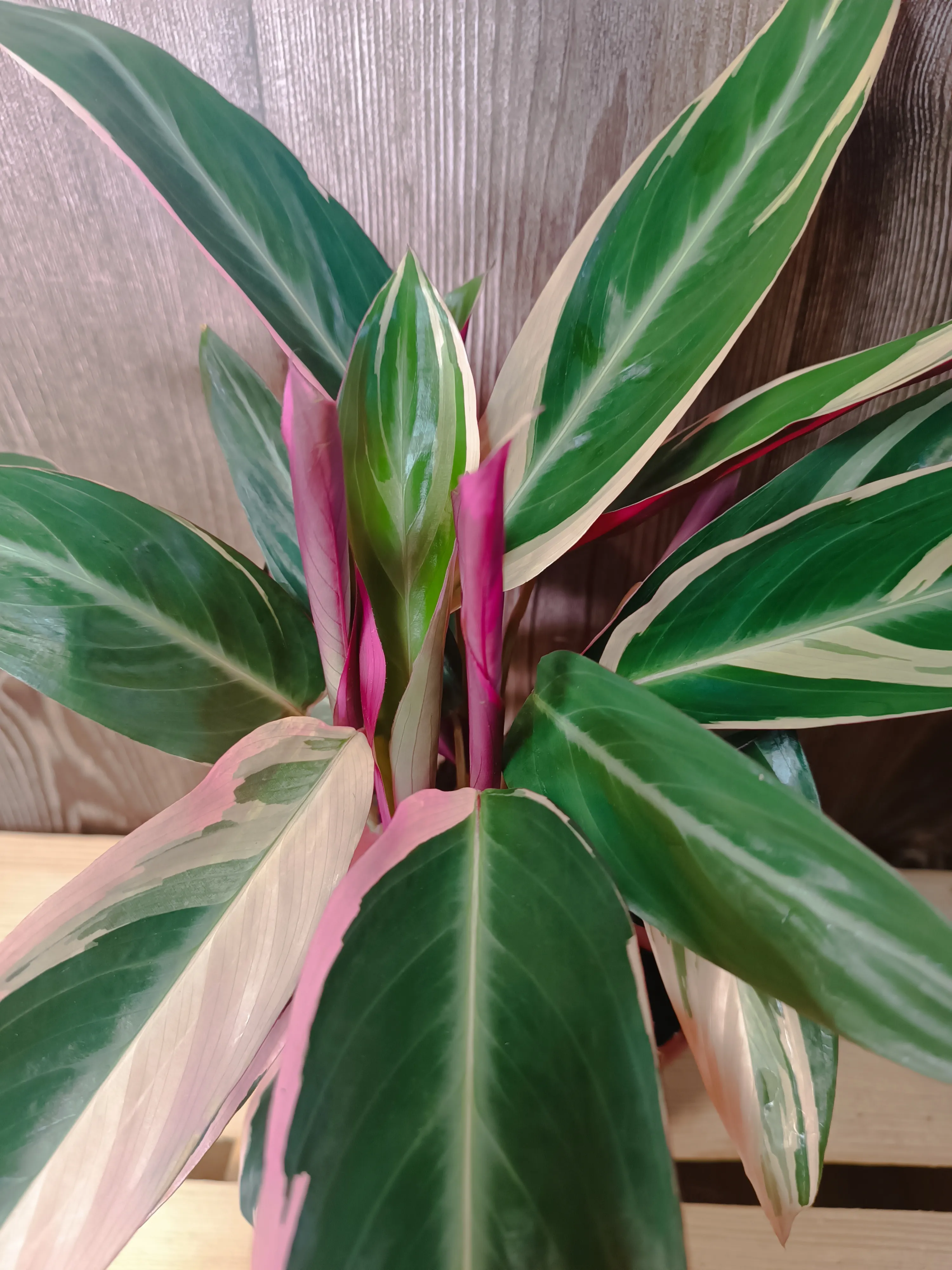 Calathea Triostar