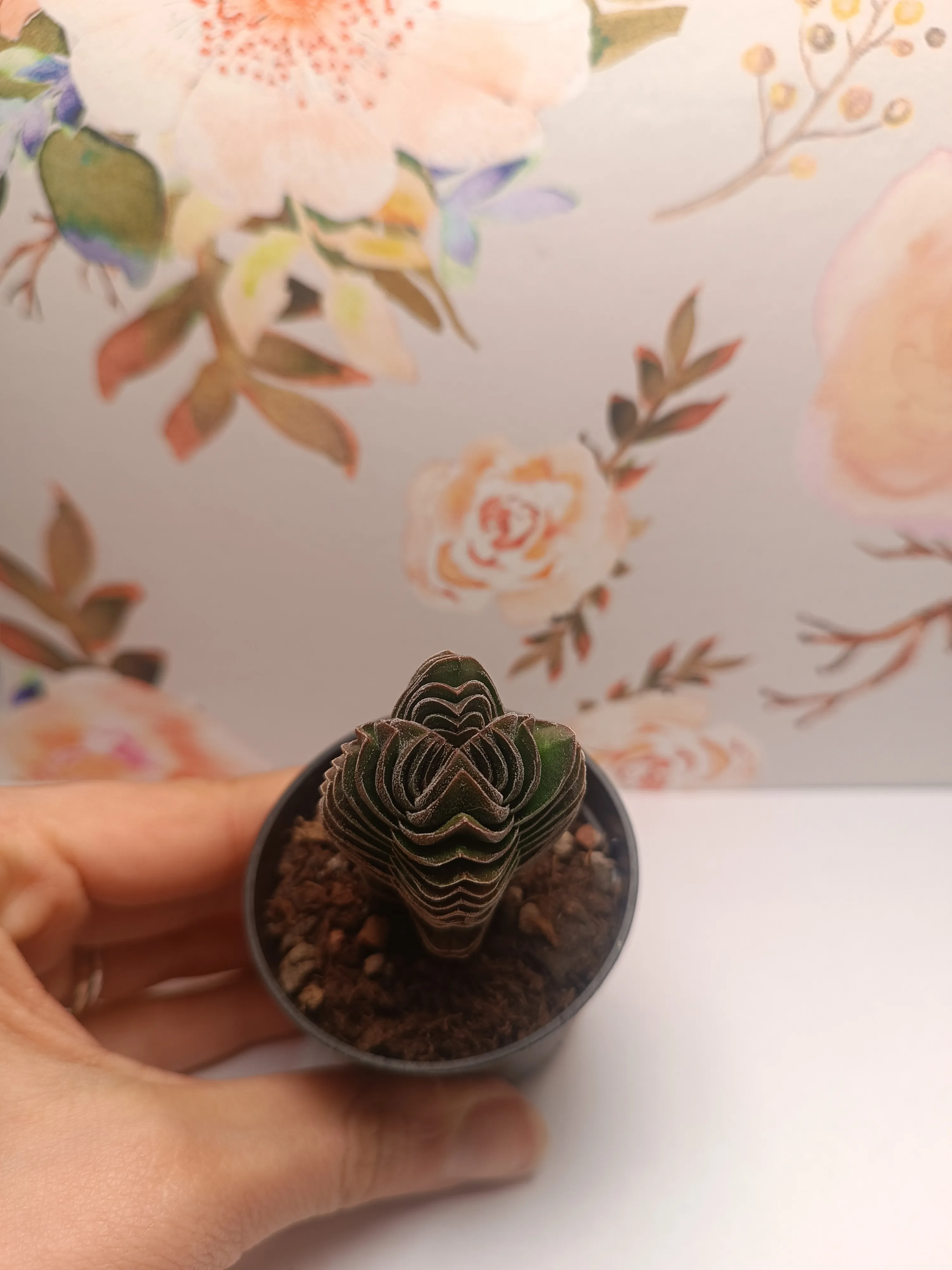 Crassula 'Tempio di Buddha'