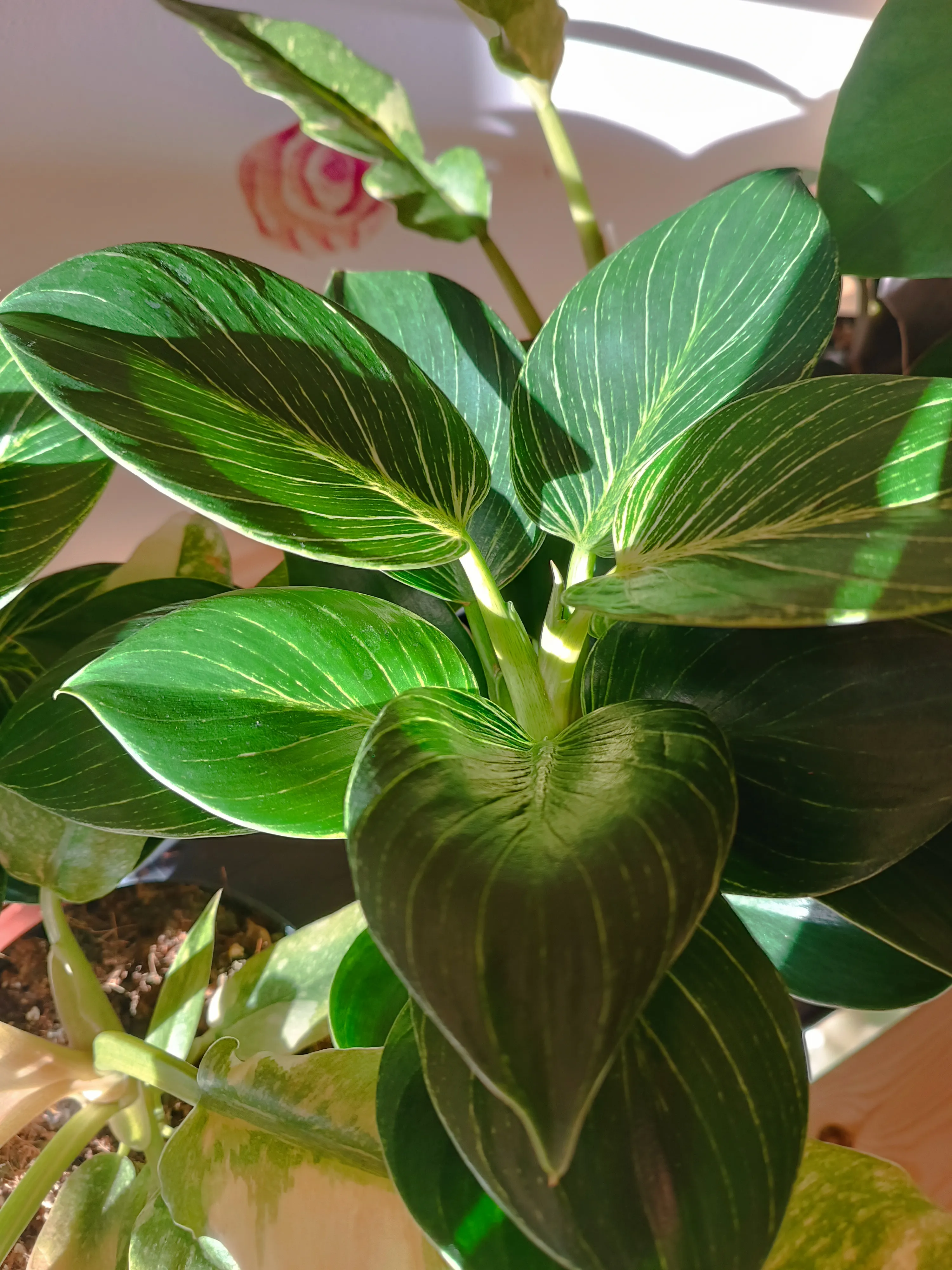 Philodendron 'Birkin'